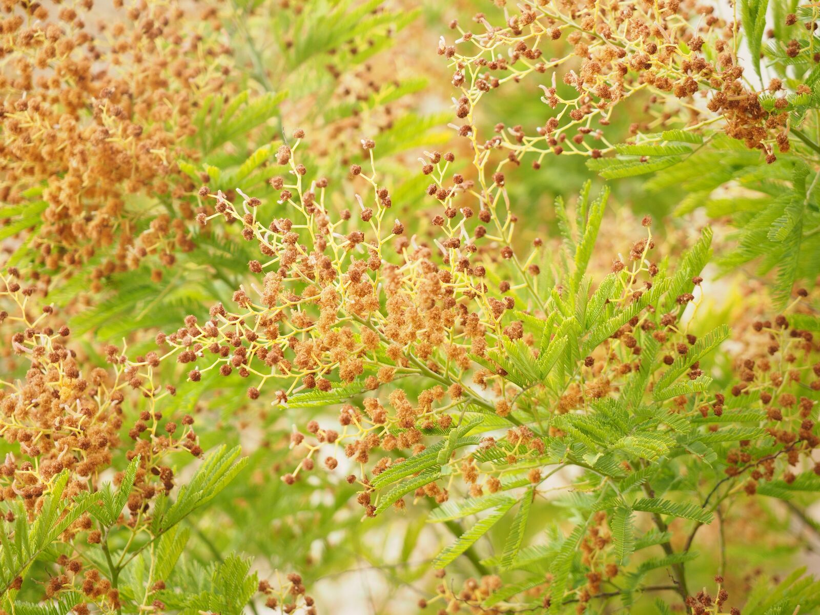 Olympus OM-D E-M1 + Olympus M.Zuiko Digital ED 12-40mm F2.8 Pro sample photo. Mimosa, tree, faded photography