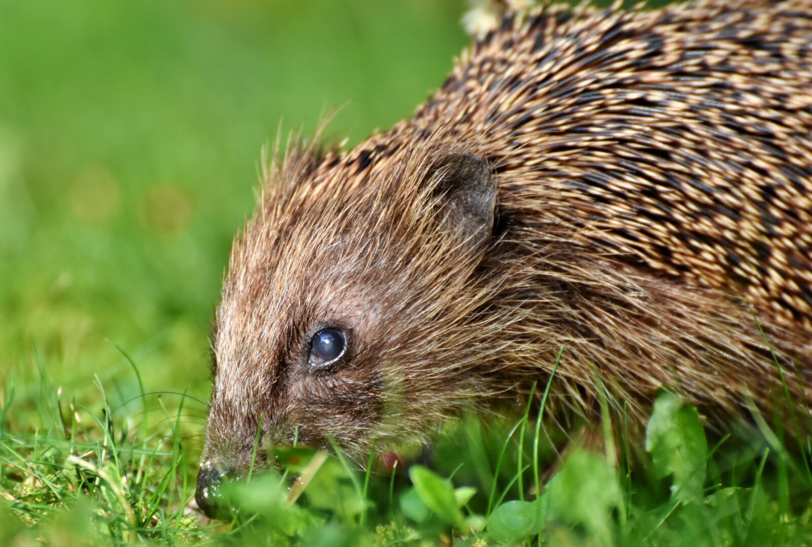 Nikon D7200 sample photo. Hedgehog, spur, hannah photography