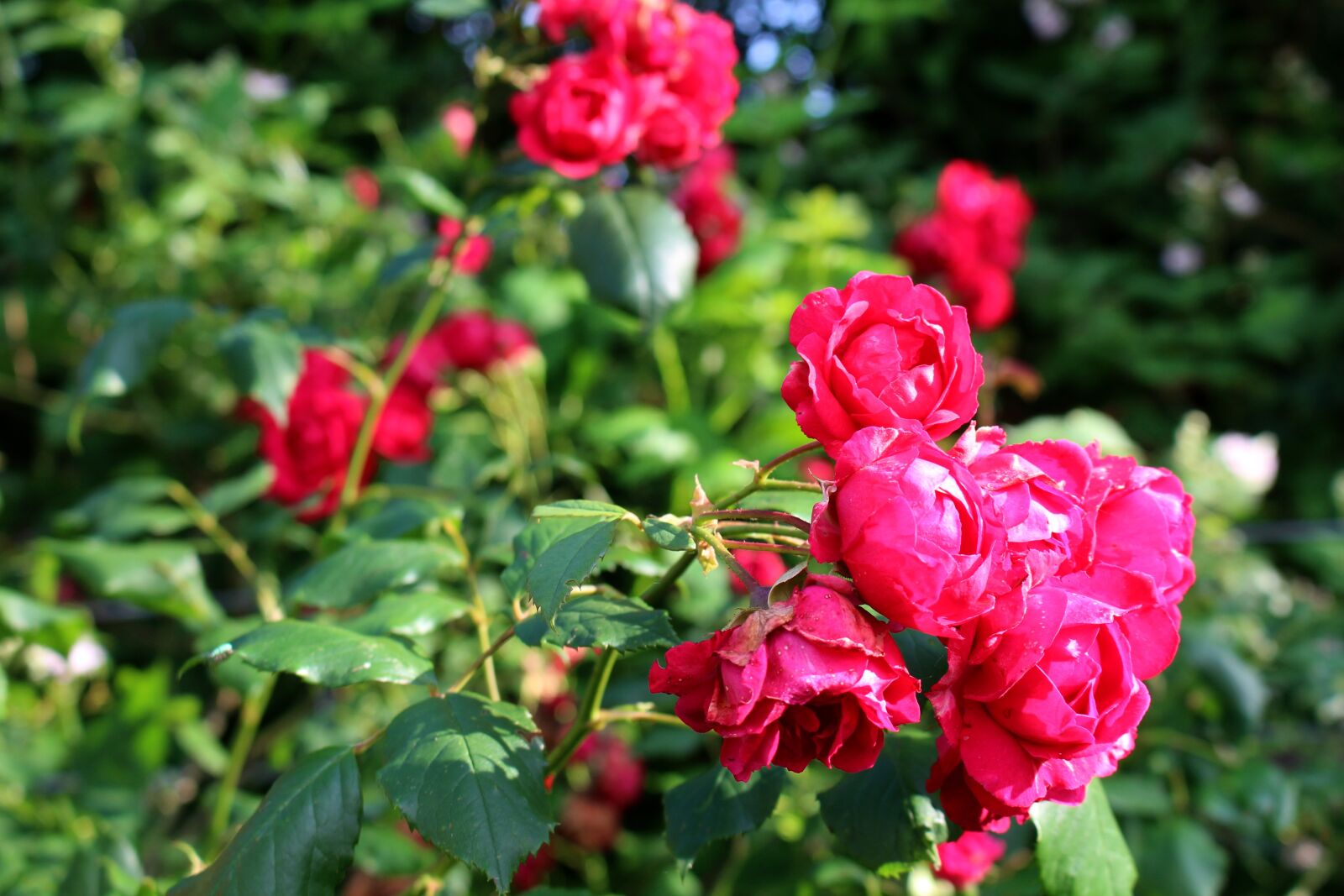 Canon EOS 700D (EOS Rebel T5i / EOS Kiss X7i) sample photo. Roses, pink, blossom photography