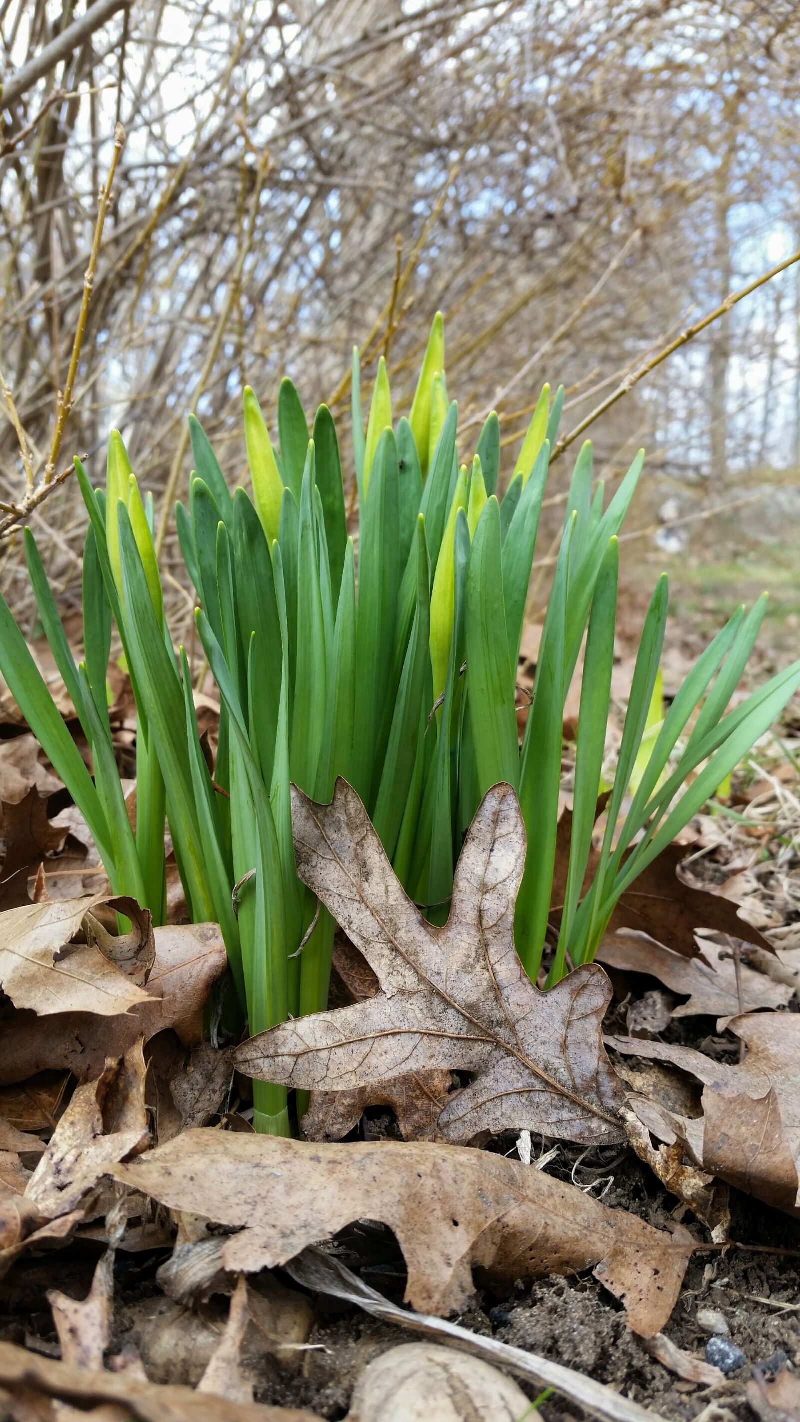 Samsung Galaxy S5 sample photo. Nature, flora, leaf photography