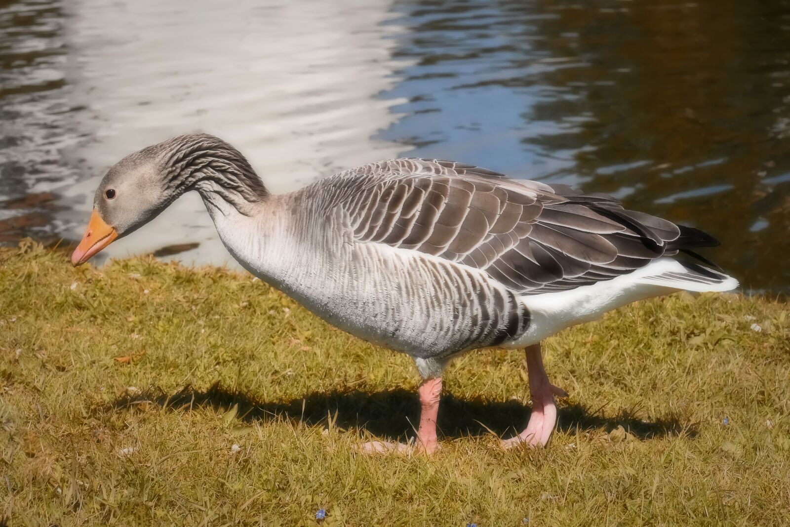 Nikon D7200 sample photo. Goose, wild bird, wild photography