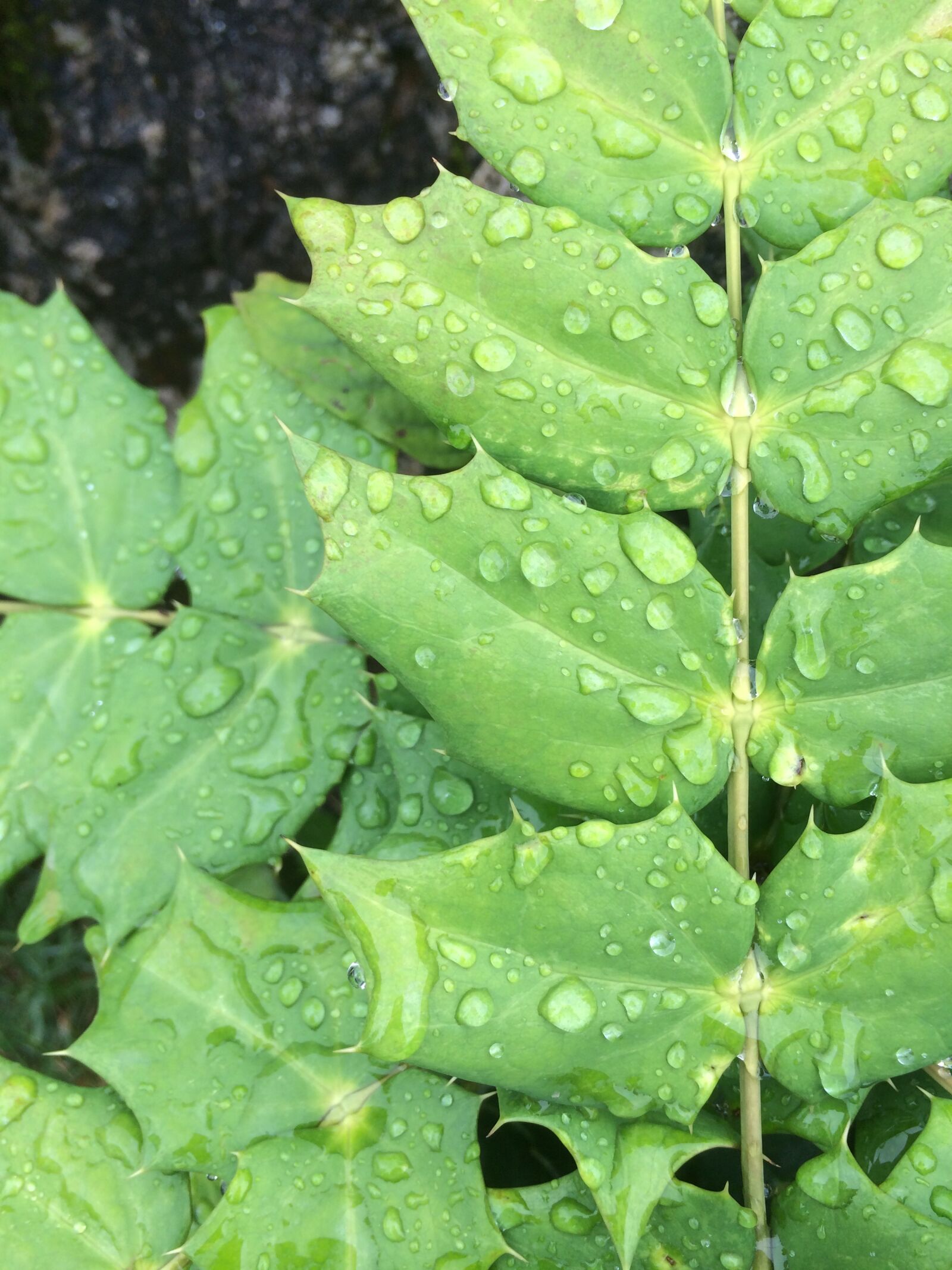 iPhone 5s back camera 4.12mm f/2.2 sample photo. Blade, dew, natural photography