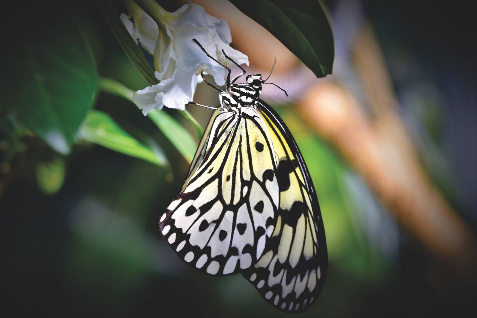 Nikon D7200 sample photo. Butterfly, tropical butterfly, exotic photography