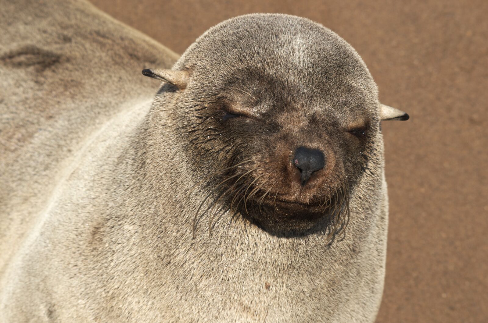 Nikon D5100 sample photo. Seal pelts, sleep, nature photography