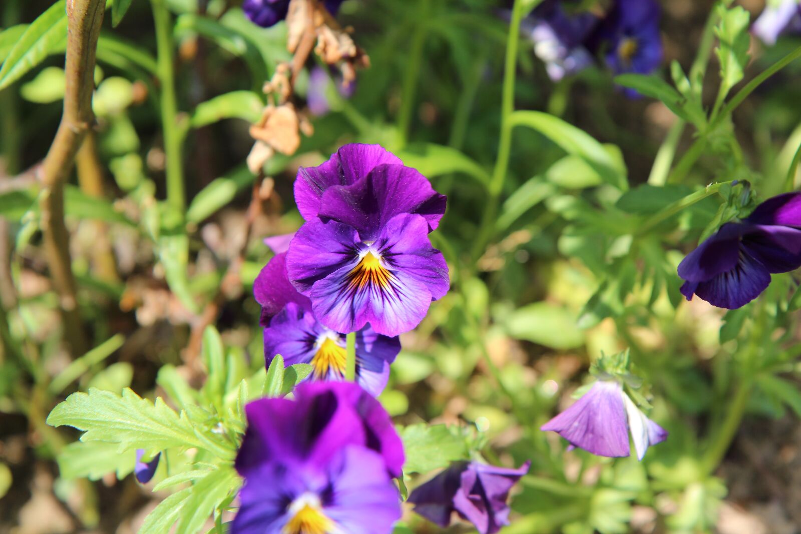 Canon EOS 600D (Rebel EOS T3i / EOS Kiss X5) sample photo. Thoughts, thoughts purple, flower photography