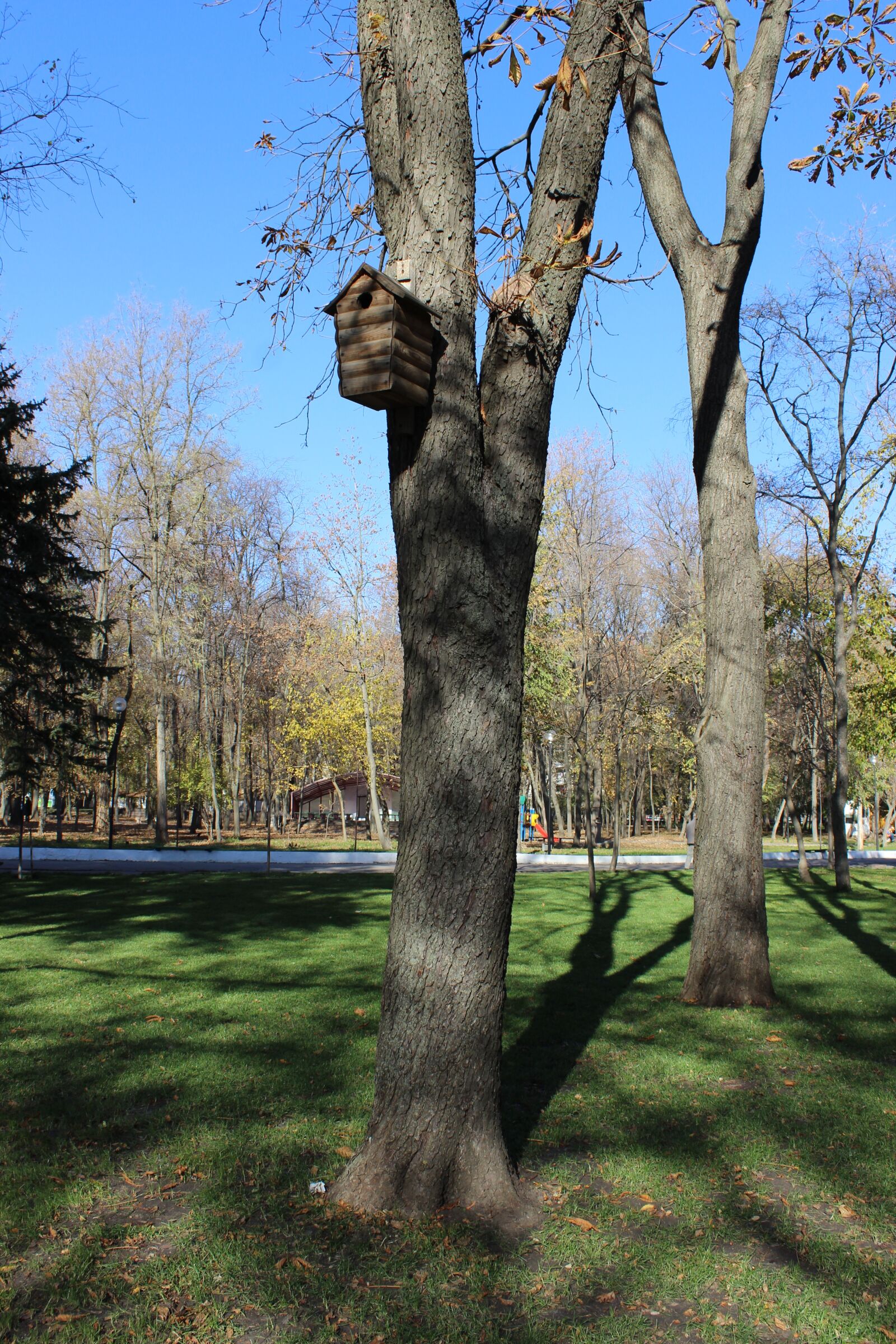 Canon EOS 600D (Rebel EOS T3i / EOS Kiss X5) sample photo. Birdhouse, tree, park photography