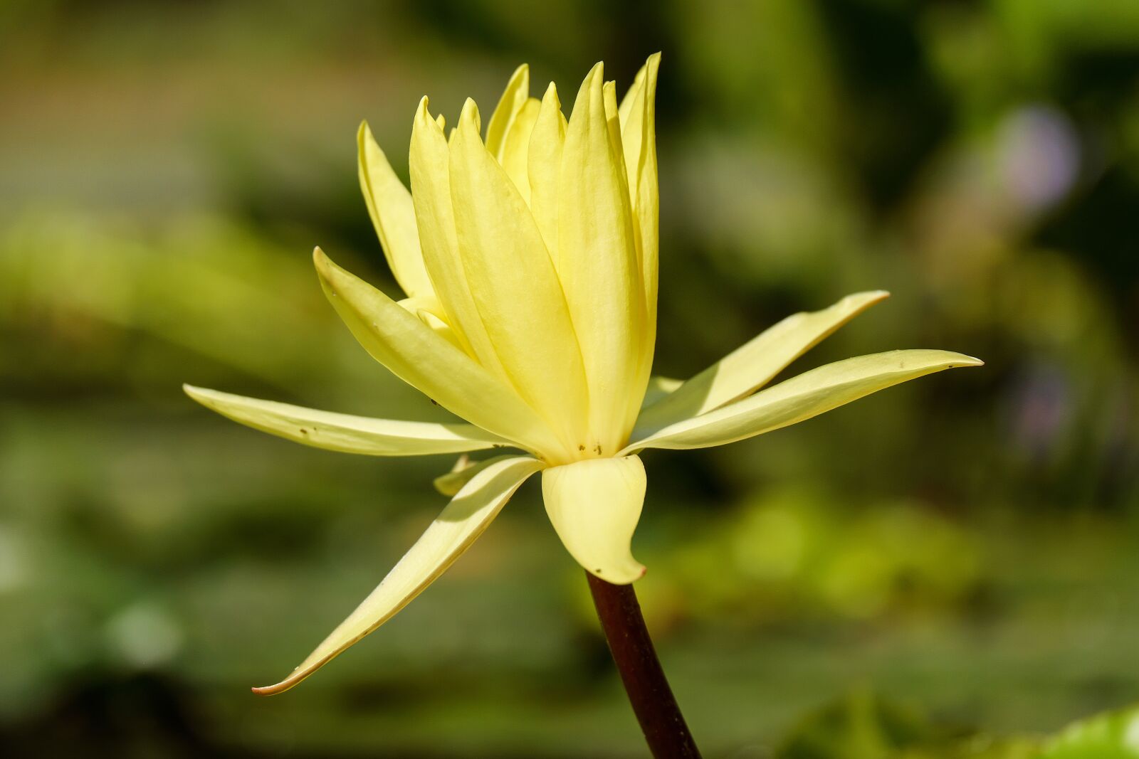 Fujifilm X-T10 + Fujifilm XC 50-230mm F4.5-6.7 OIS sample photo. Water lily, nuphar lutea photography