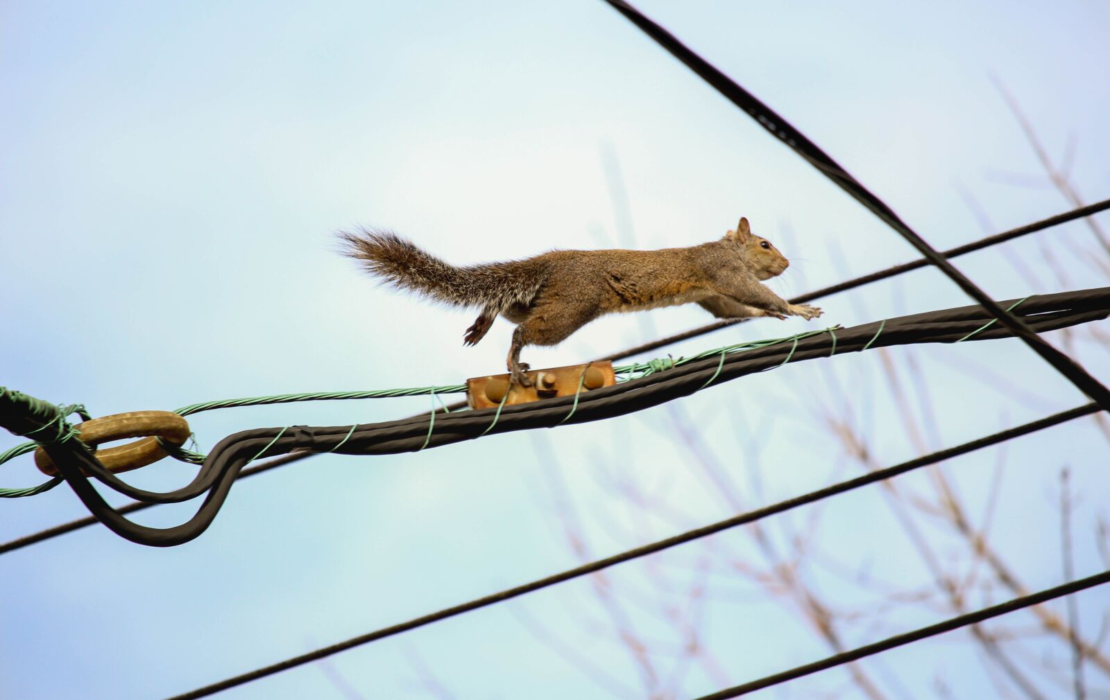 Canon EOS 700D (EOS Rebel T5i / EOS Kiss X7i) sample photo. Animal, nature, tail photography