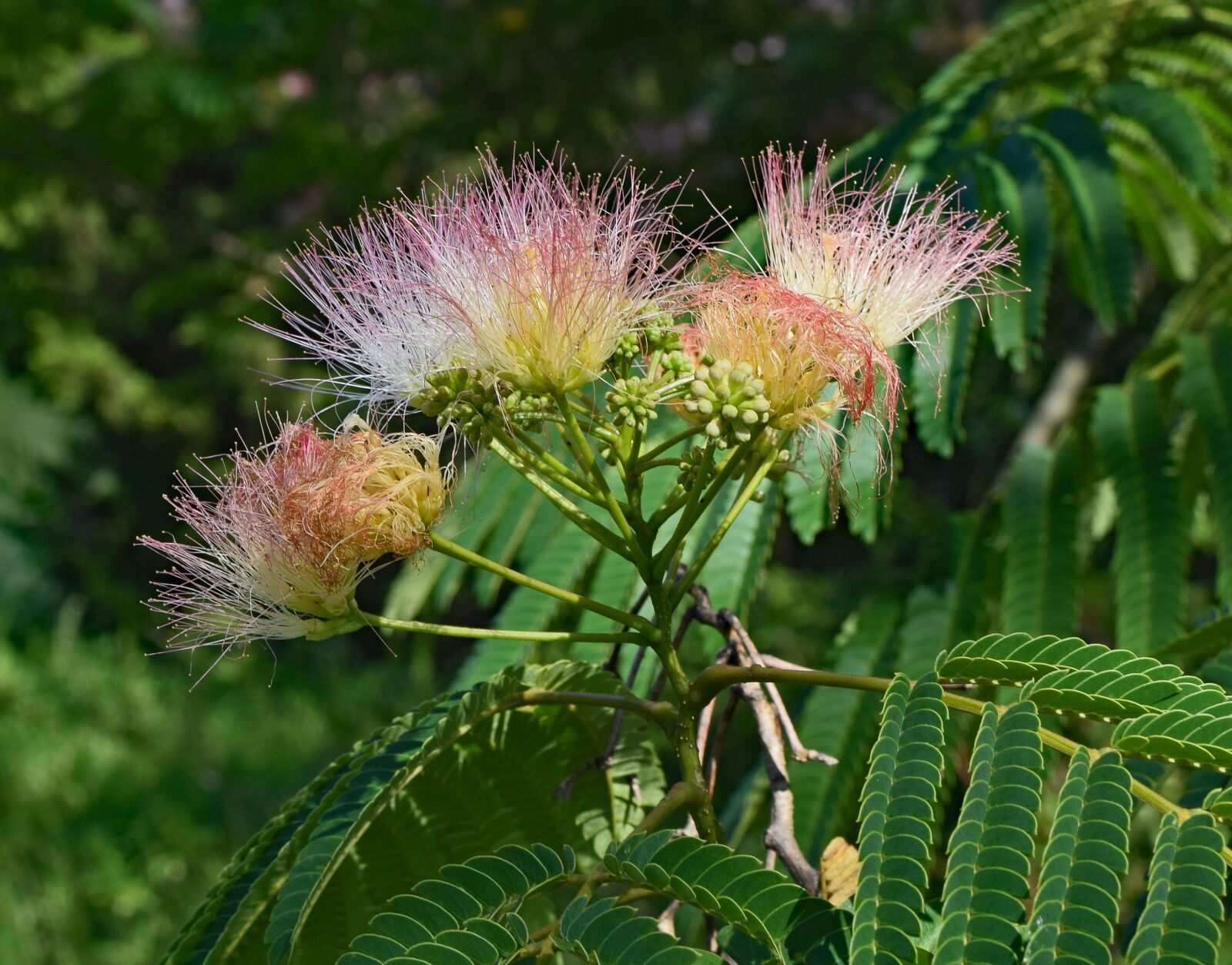 Nikon D3300 sample photo. Red mimosa, flower, blossom photography