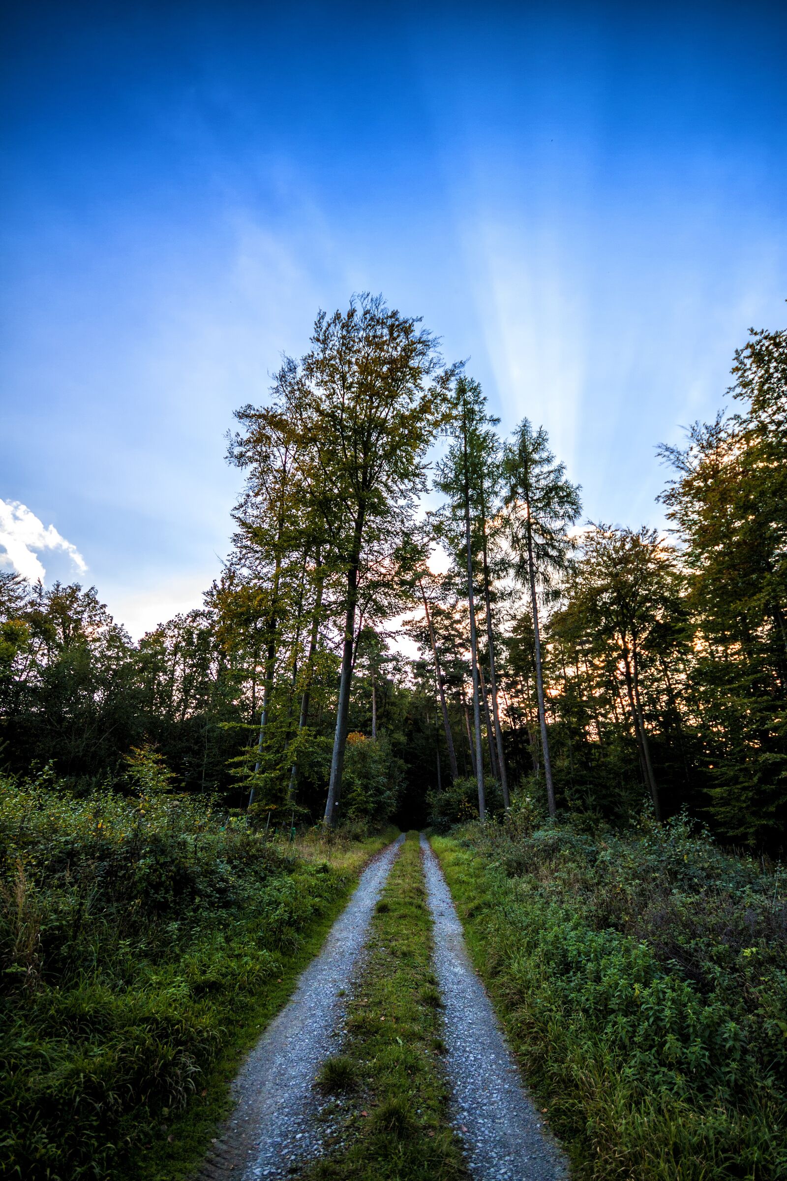 Canon EOS 50D sample photo. Forest, away, nature photography