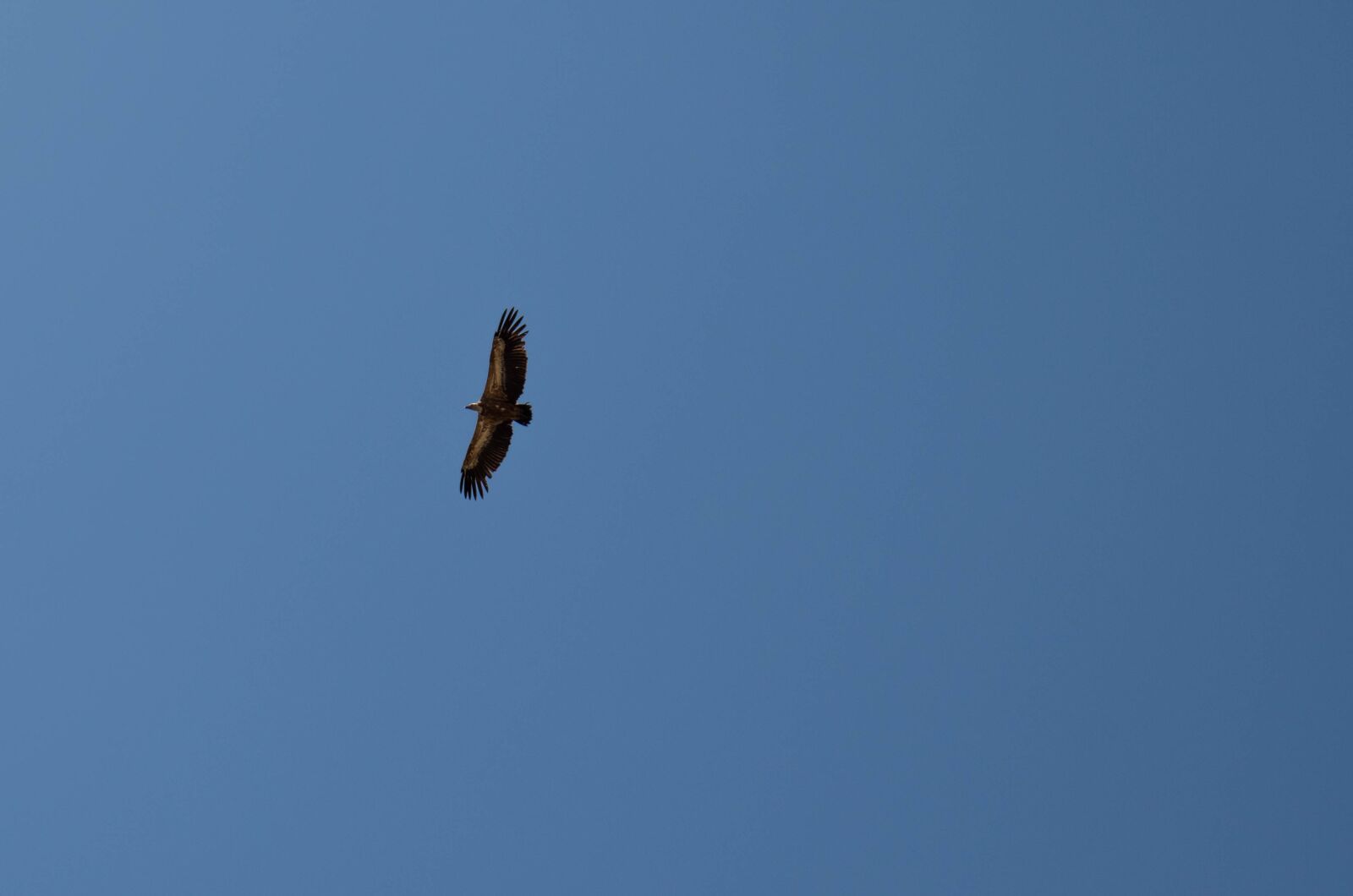 Canon EOS 800D (EOS Rebel T7i / EOS Kiss X9i) sample photo. Eagle, bird, flying photography