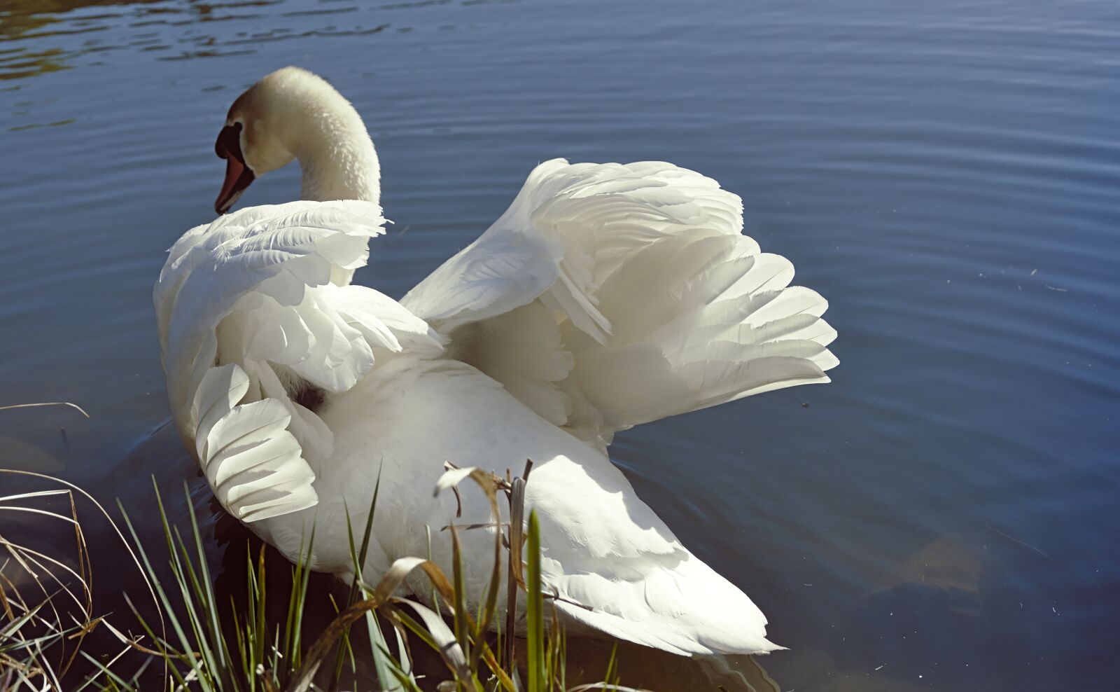Nikon D5600 sample photo. Swan, water bird, bird photography