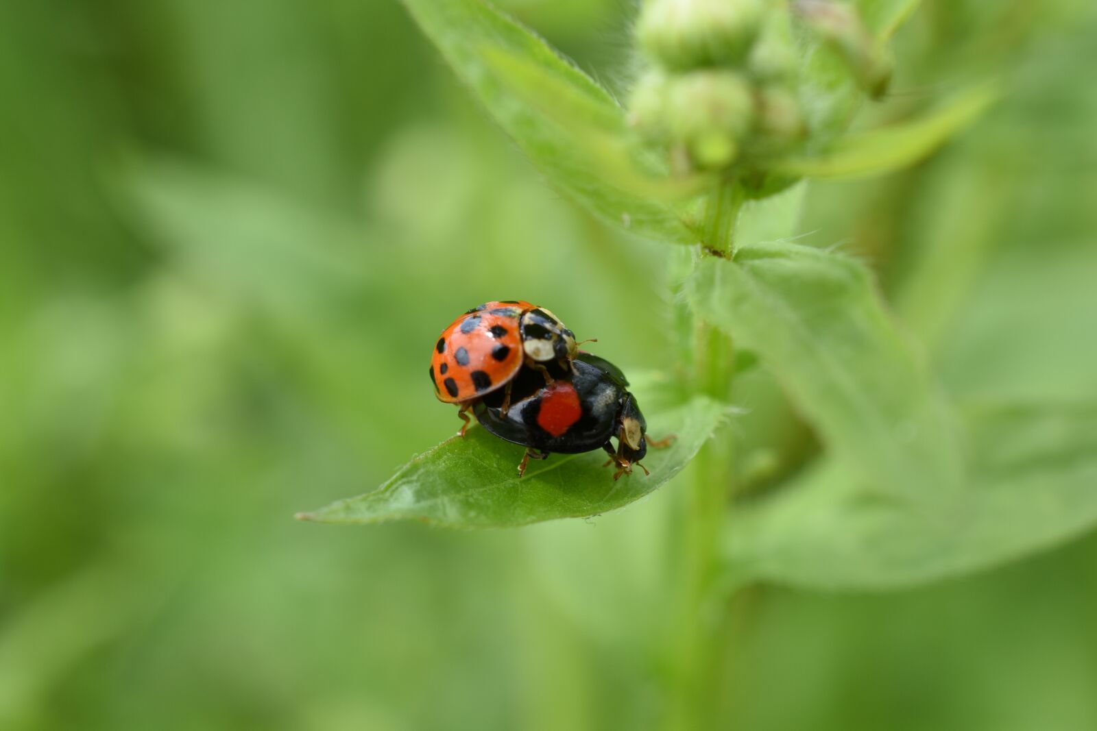 Nikon D7200 sample photo. Ladybug, red, affix photography