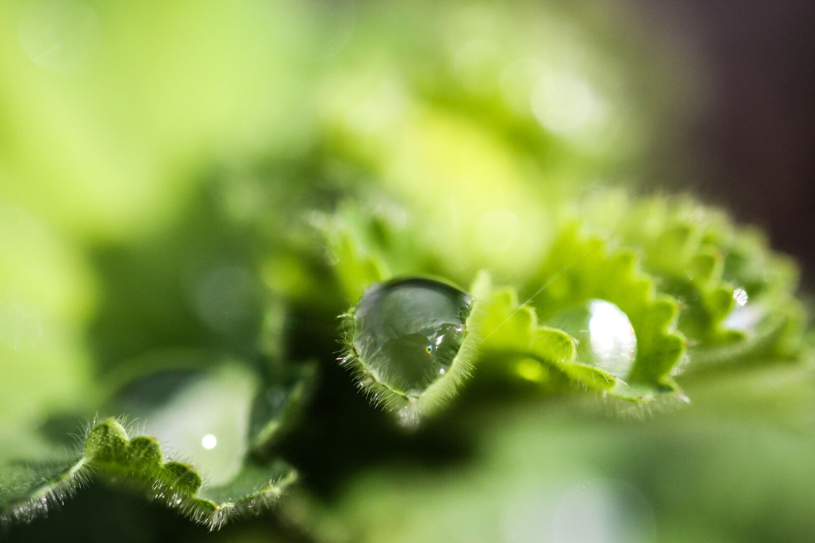 Canon EF-S 35mm F2.8 Macro IS STM sample photo. Nature, leaf photography