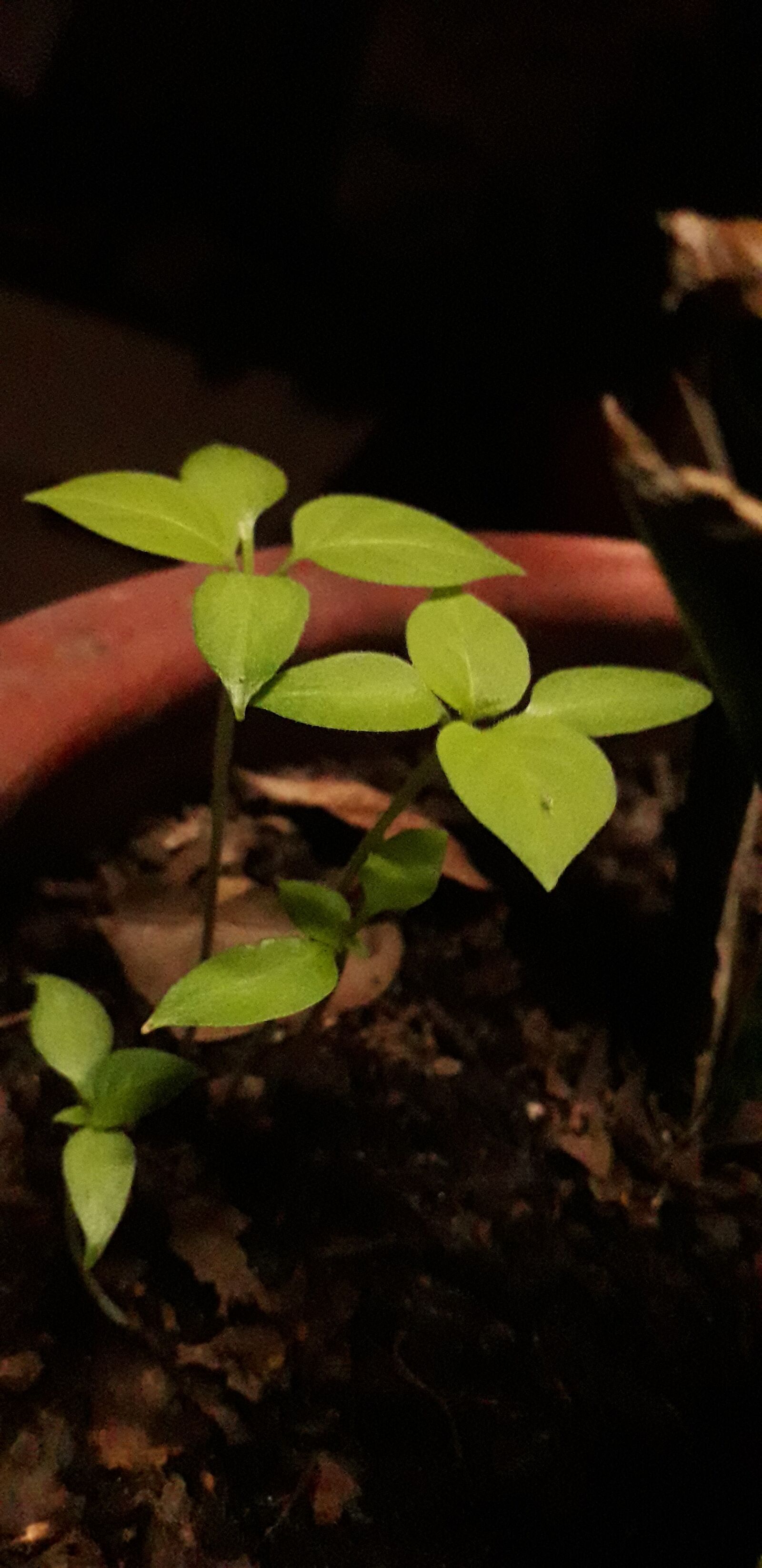 Samsung Galaxy J6 sample photo. Green, nature, leaves photography