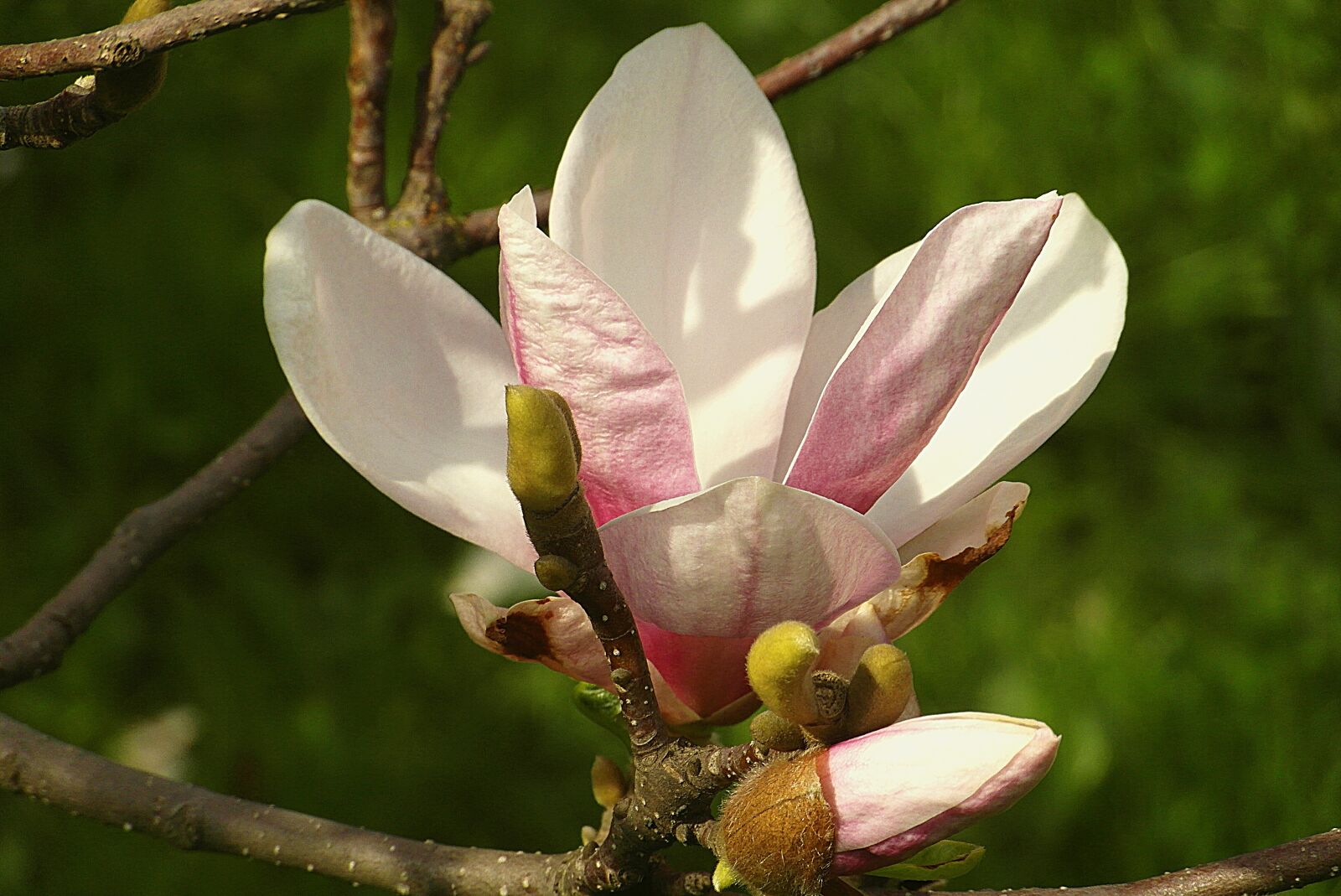 Samsung WB750 sample photo. Magnolia flower, pink, hot photography