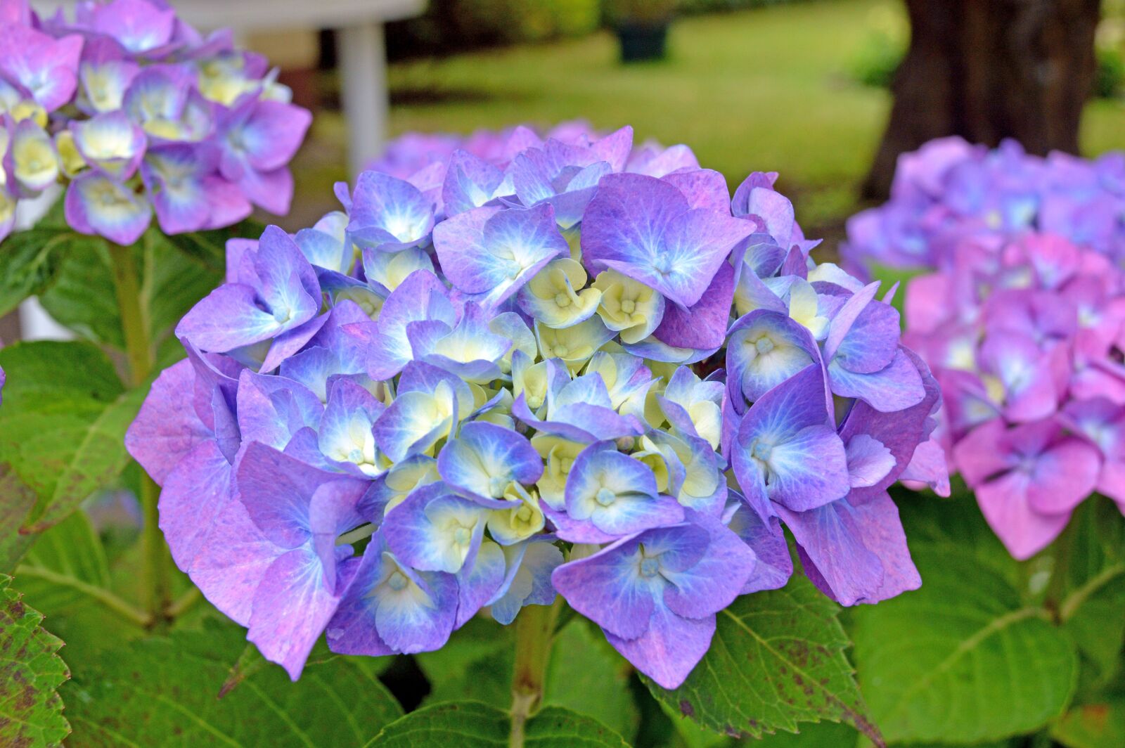 Nikon D3200 sample photo. Flower, violet, lila photography
