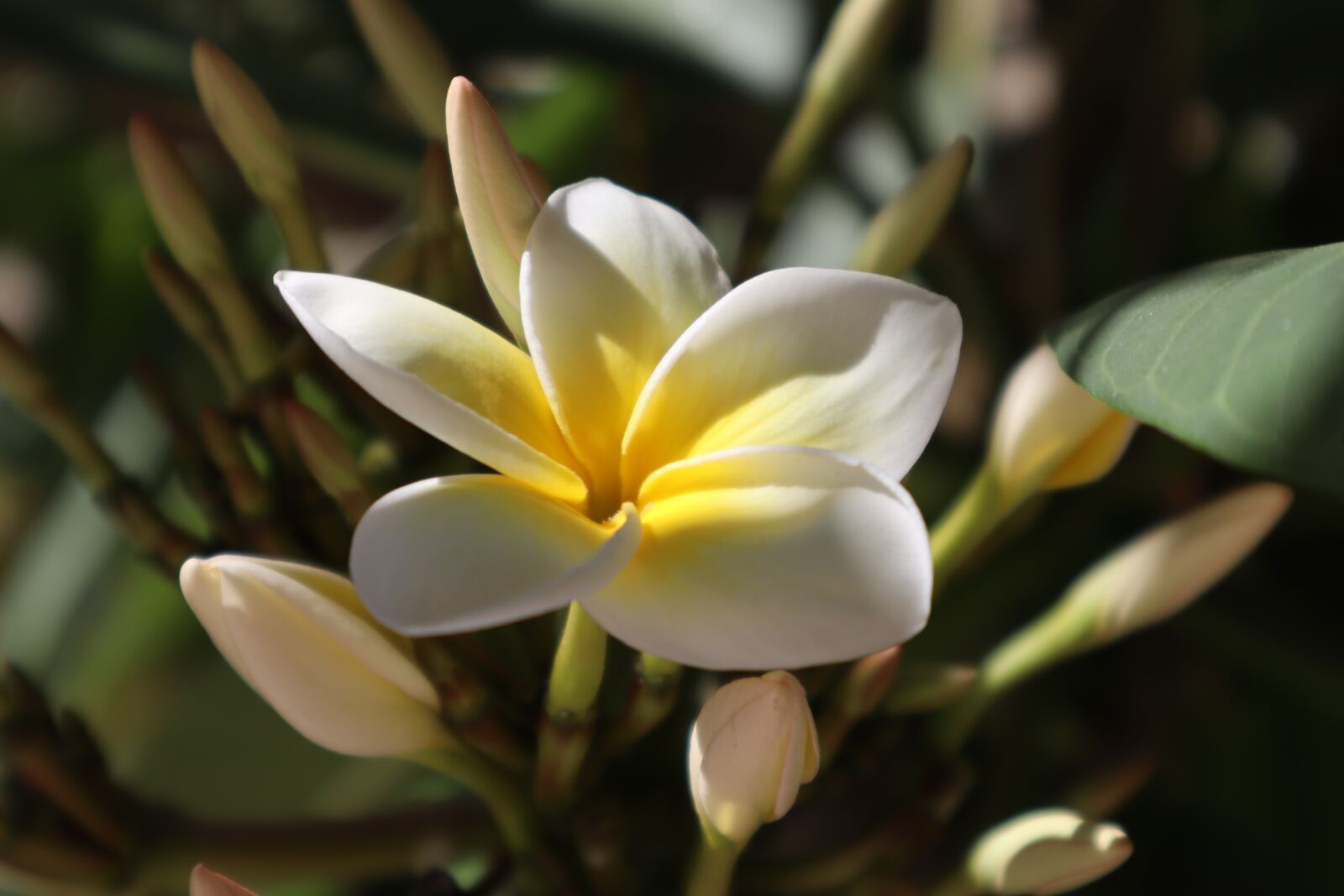 Canon EF-M 15-45mm F3.5-6.3 IS STM sample photo. Frangipani, flower, nature photography