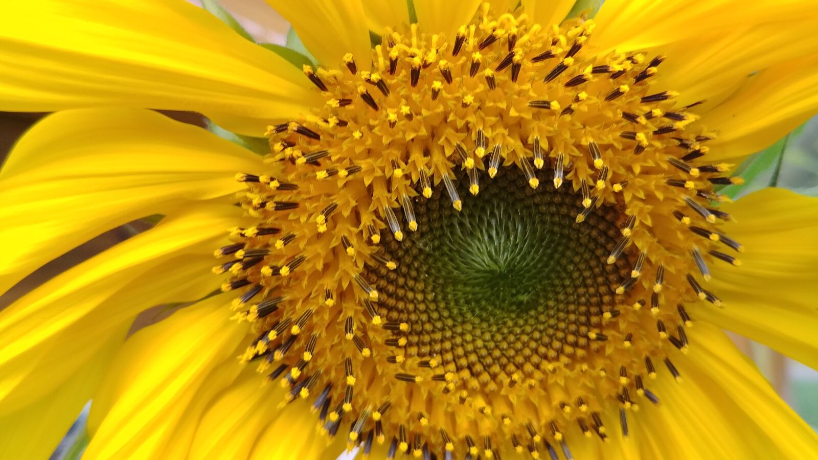 LG G6 sample photo. Sunflower, flower, sun photography