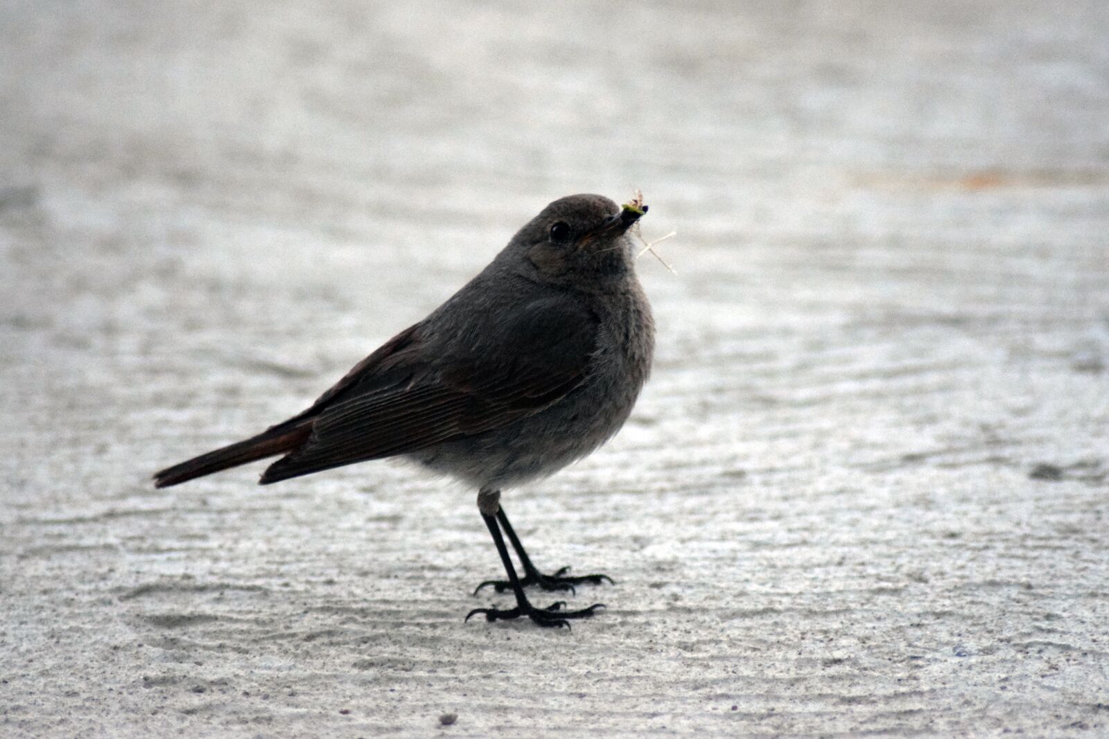 Nikon D5300 sample photo. Bird, robin, nest box photography