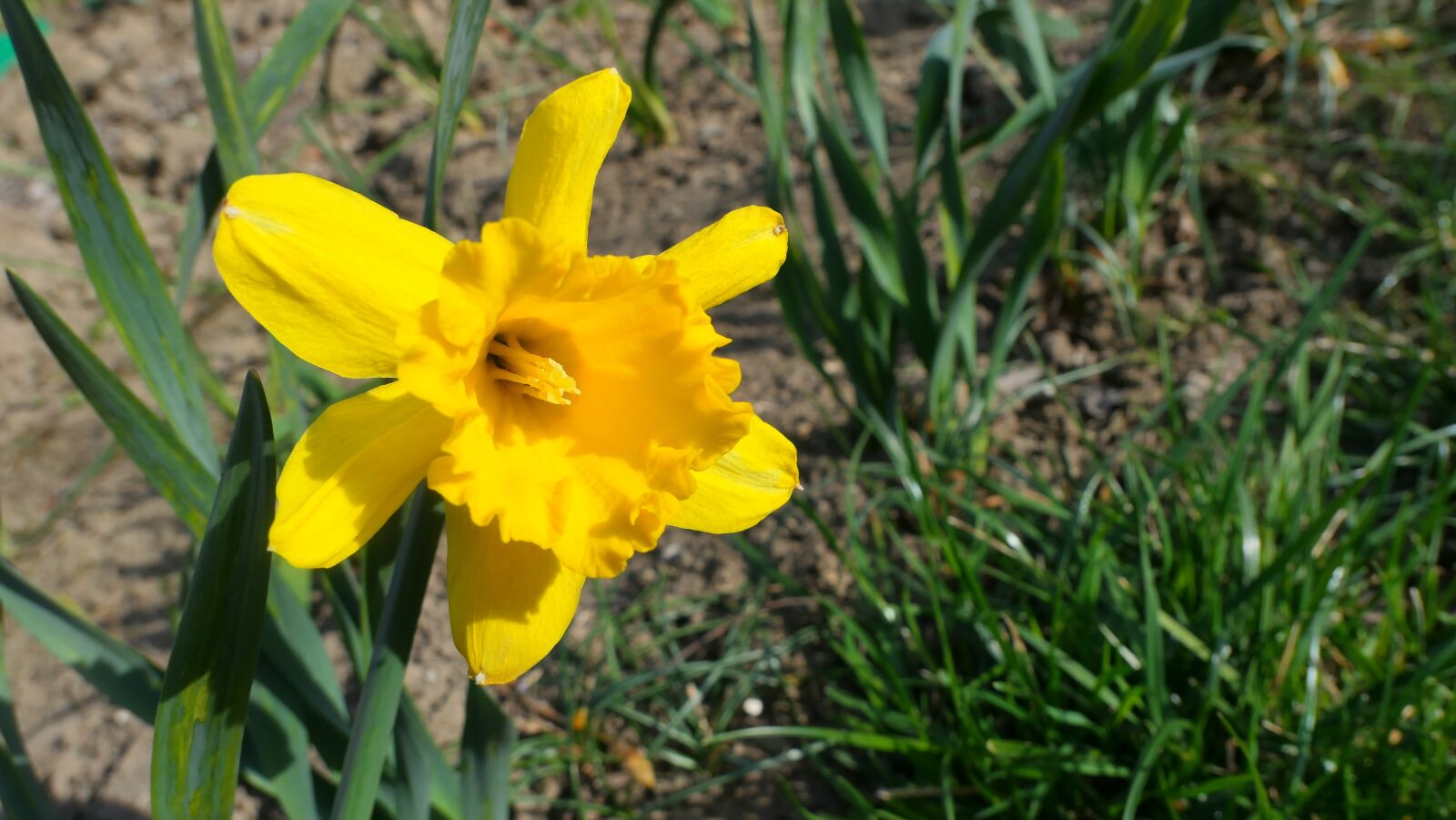 Panasonic Lumix DMC-LX10 (Lumix DMC-LX15) sample photo. Narcissus, flower, spring photography
