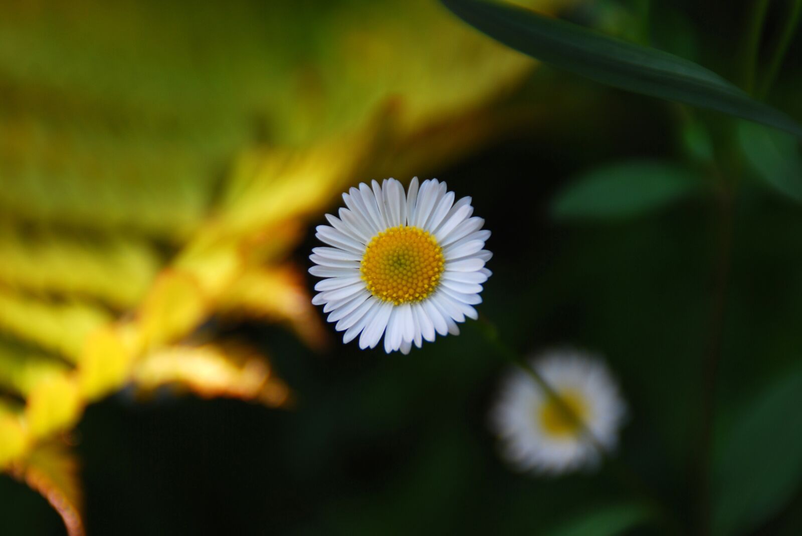 Nikon D40X sample photo. Flower, nature, floral photography