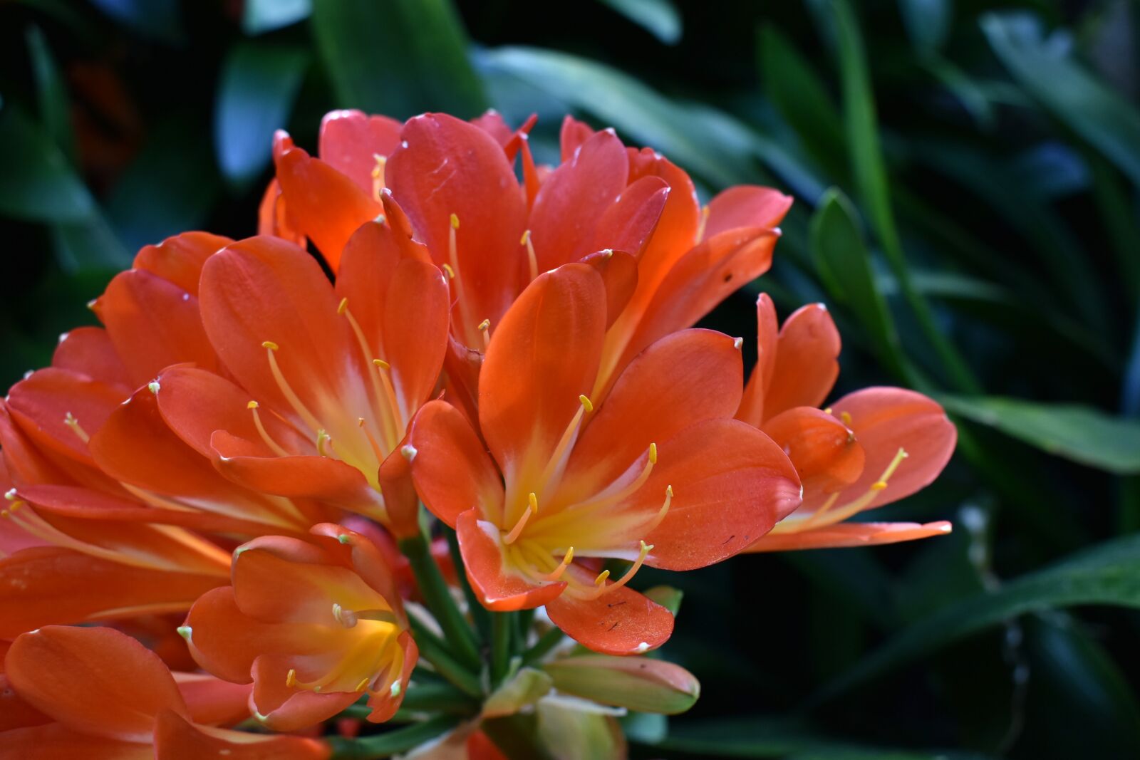 Nikon D3400 sample photo. Flower, red, yellow photography