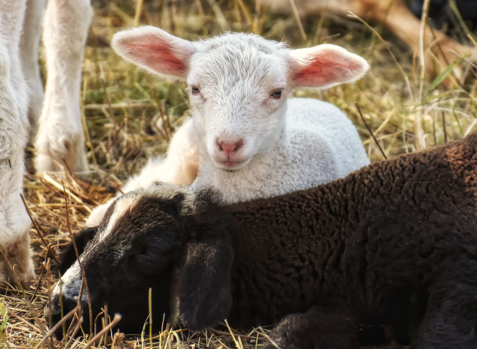 Nikon D7200 sample photo. Sheep, lamb, wool photography