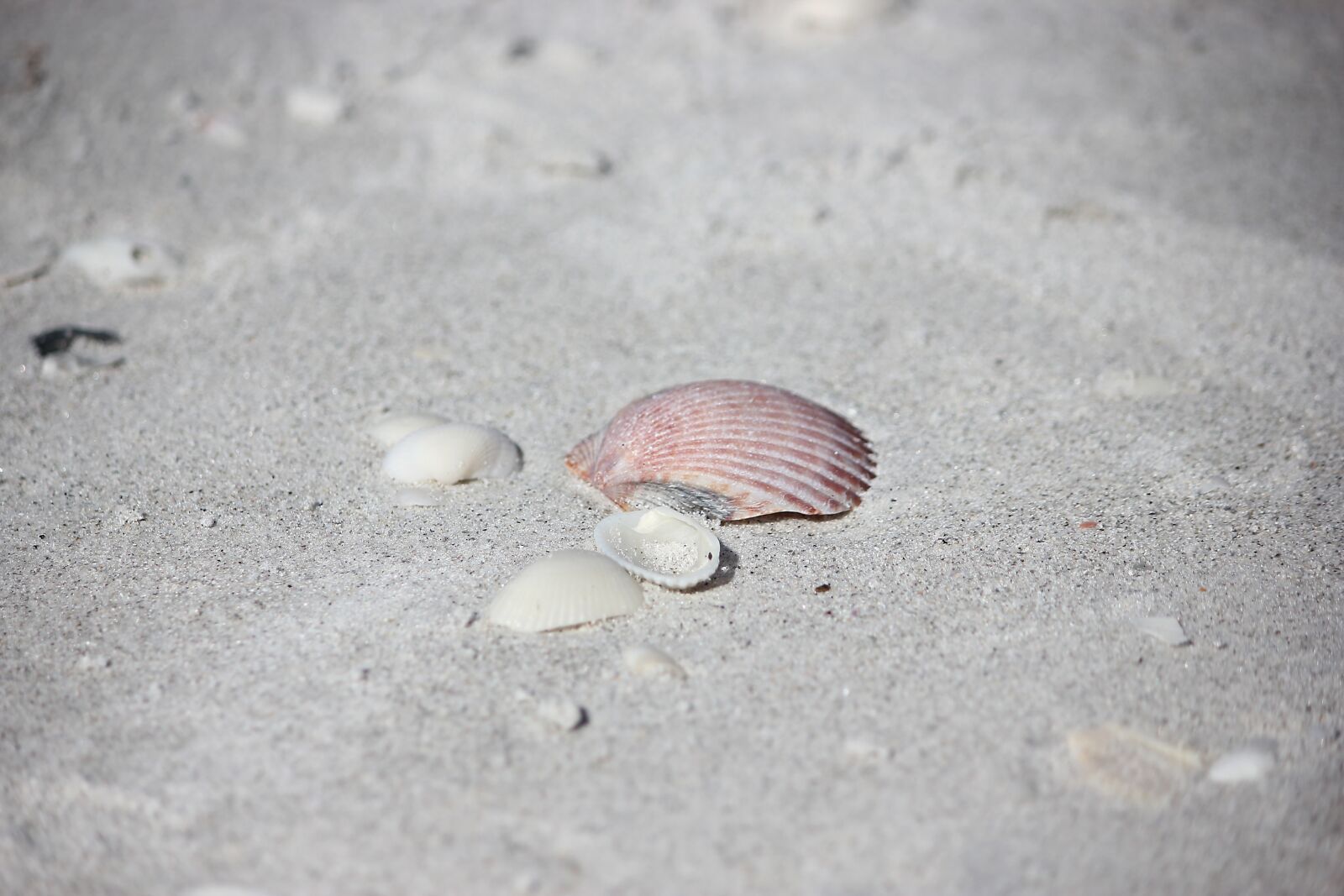 Canon EOS 550D (EOS Rebel T2i / EOS Kiss X4) sample photo. Sand, beach, seashore photography
