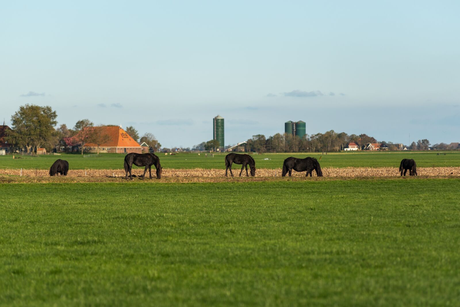 Nikon D750 sample photo. Horses, landscape, nature photography