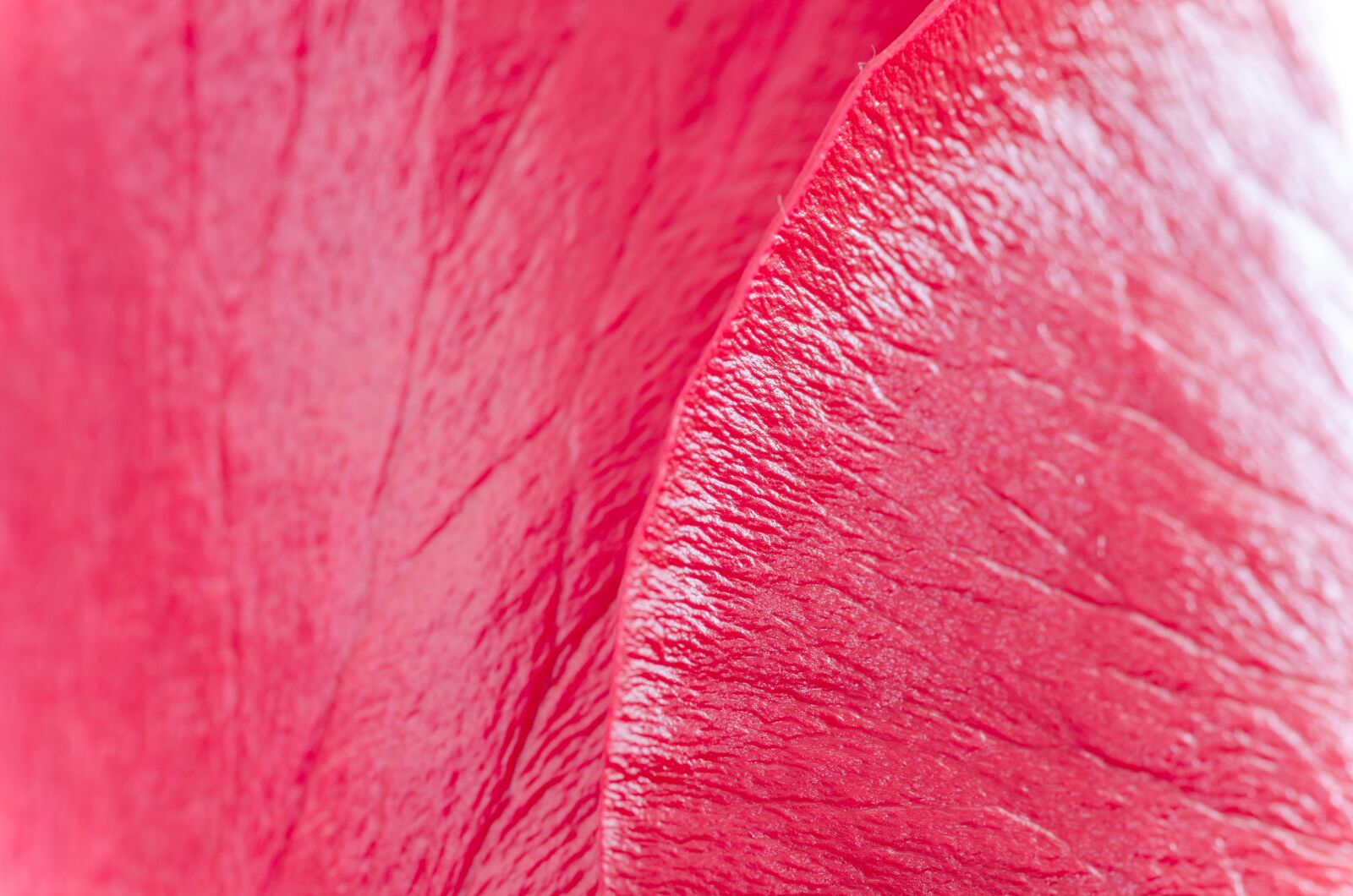 Nikon D5100 sample photo. Flower, rose, macro photography