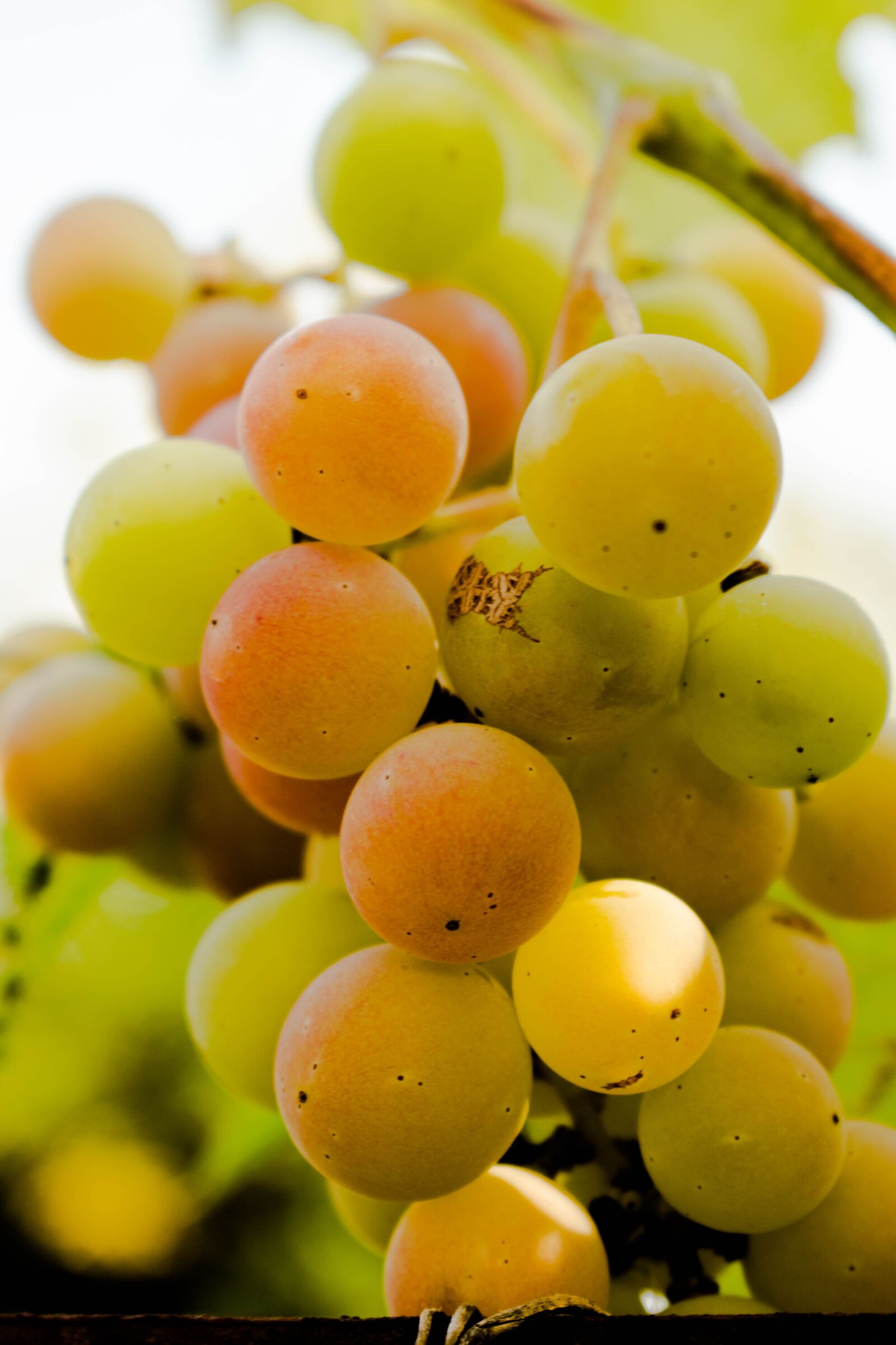 Nikon D3300 sample photo. Grapes, summer, garden photography