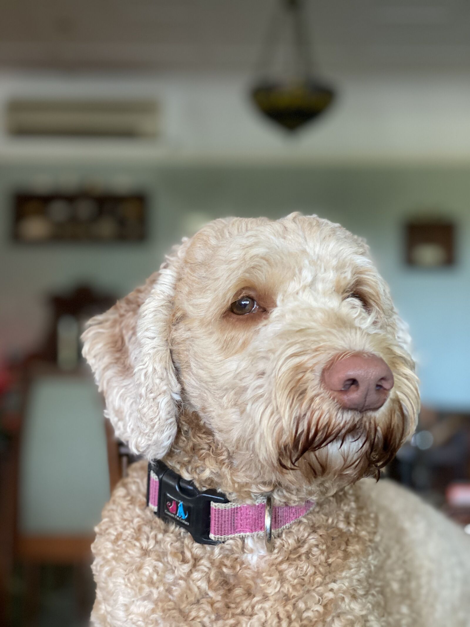 Apple iPhone 11 Pro Max + iPhone 11 Pro Max back dual camera 6mm f/2 sample photo. Dog, labradoodle, poodle photography
