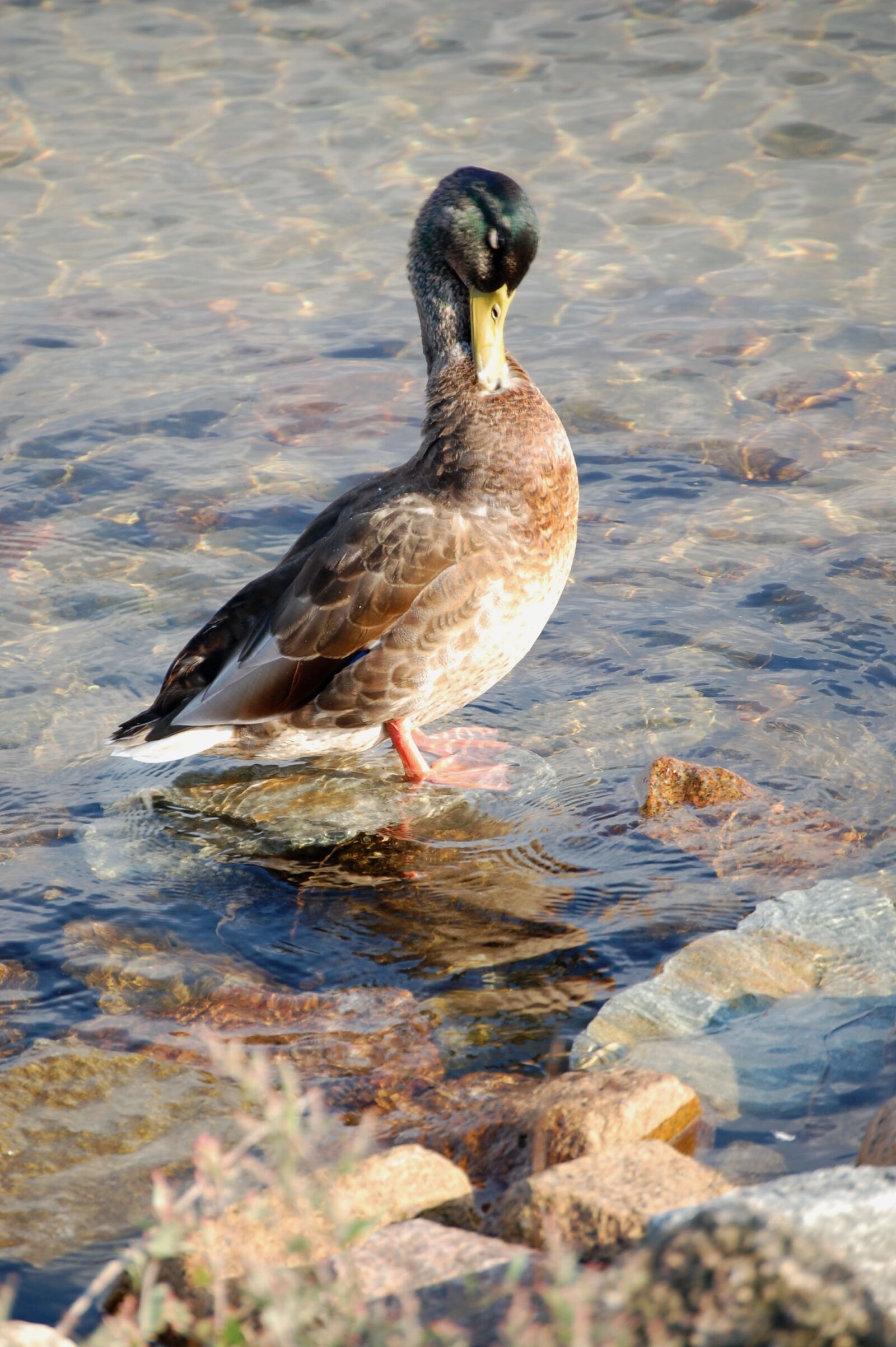Nikon D40 sample photo. Duck, water, water bird photography