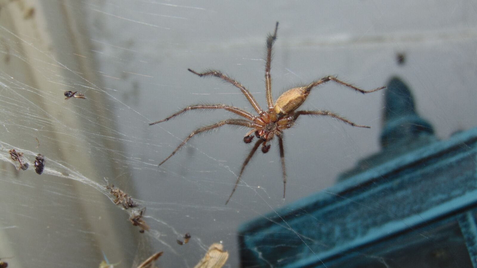 Sony Cyber-shot DSC-H300 sample photo. Insect, spider, arachnid photography