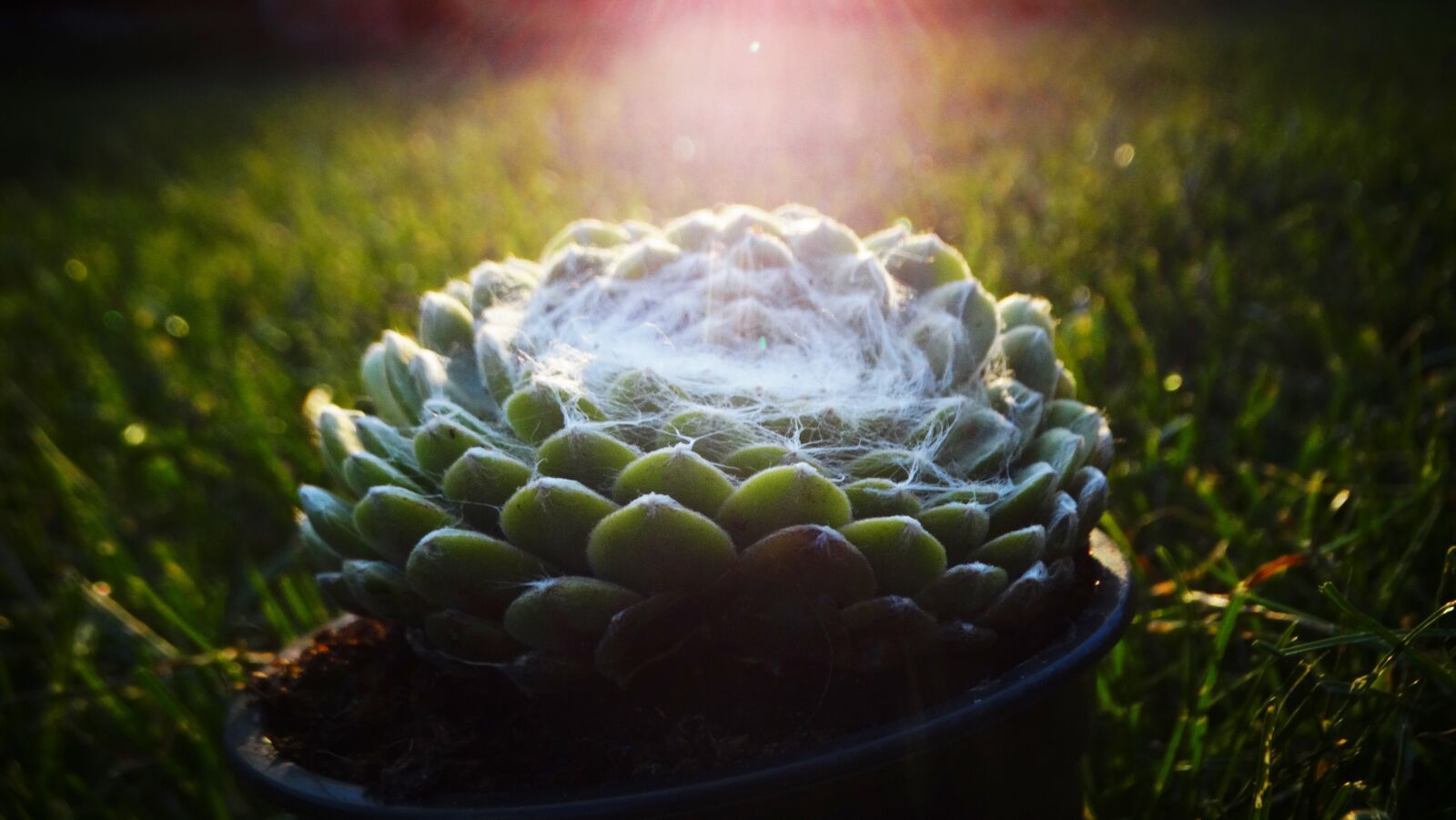 Sony Cyber-shot DSC-HX300 sample photo. Succulent, houseleek, plant photography