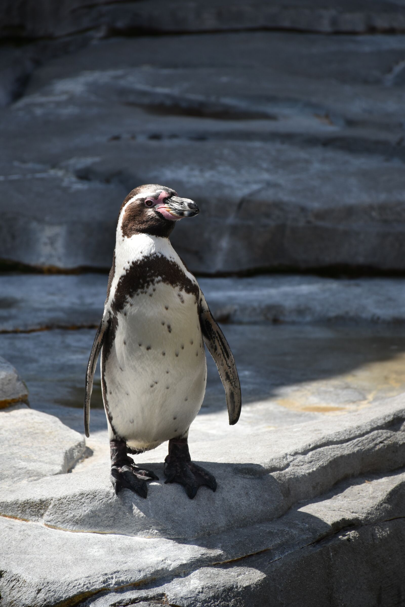 Nikon D5500 sample photo. Hagenbeck, hamburg, zoo photography