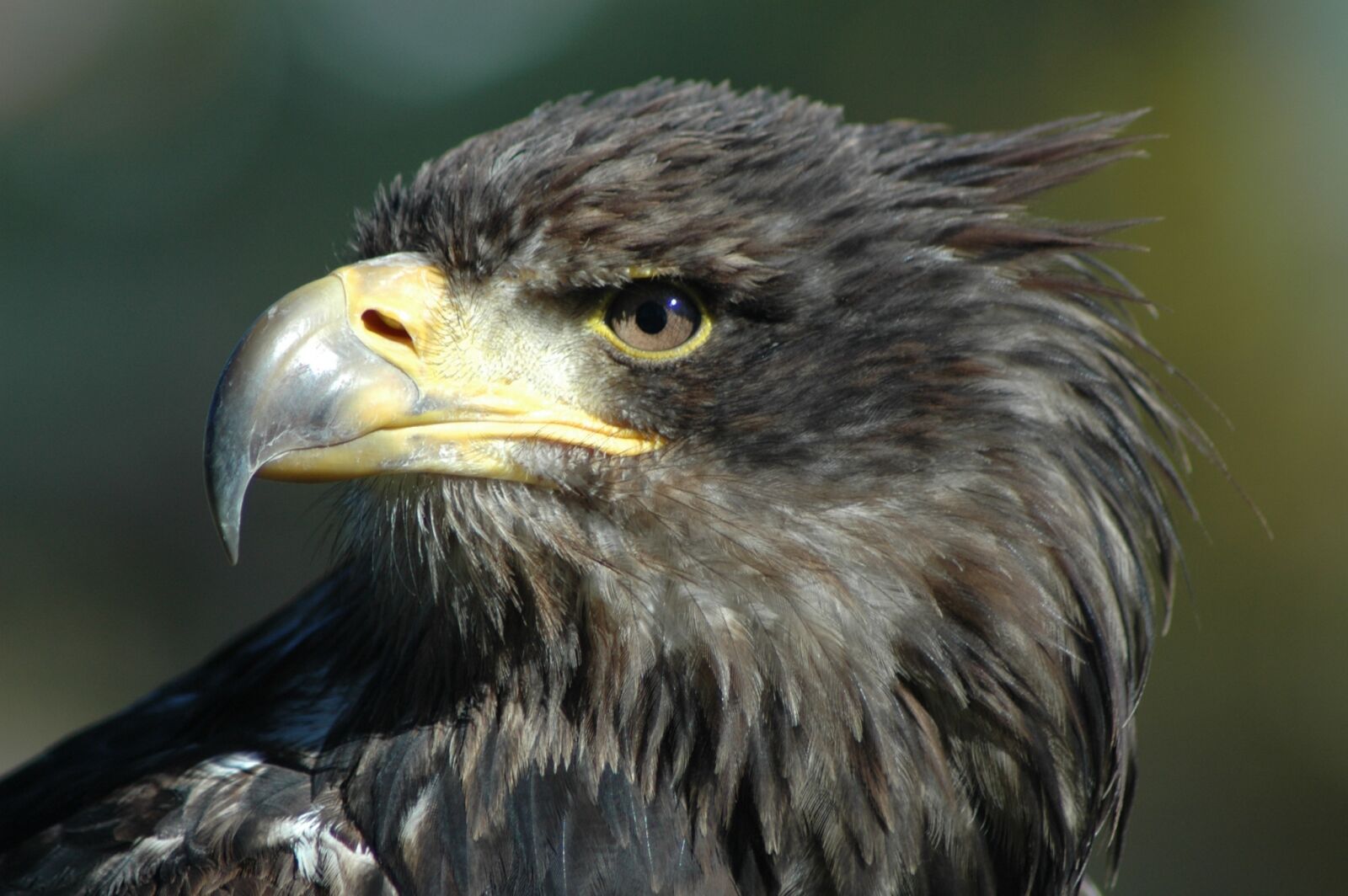 Nikon D70s sample photo. Eagle 9, raptor, observing photography