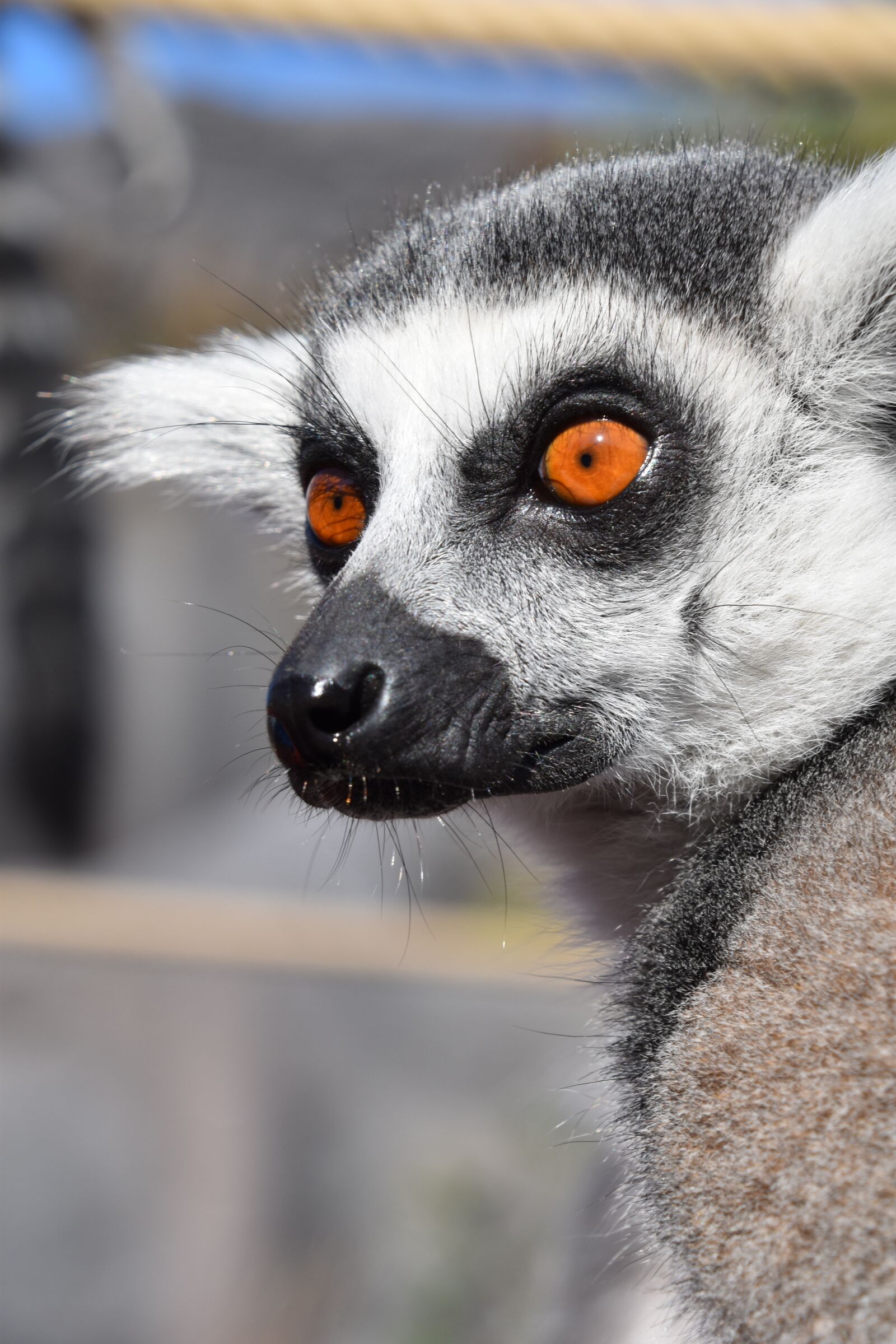 Nikon D5600 sample photo. Lemur, maki catta, nature photography