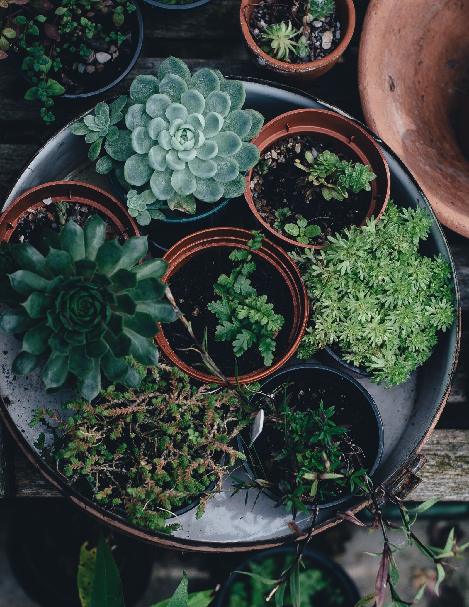 Nikon D4S sample photo. Flora, flower pots, plants photography