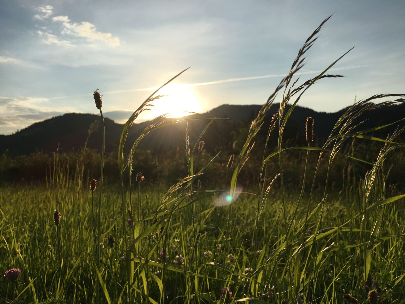 Apple iPhone 6s sample photo. Grass, sky, nature photography