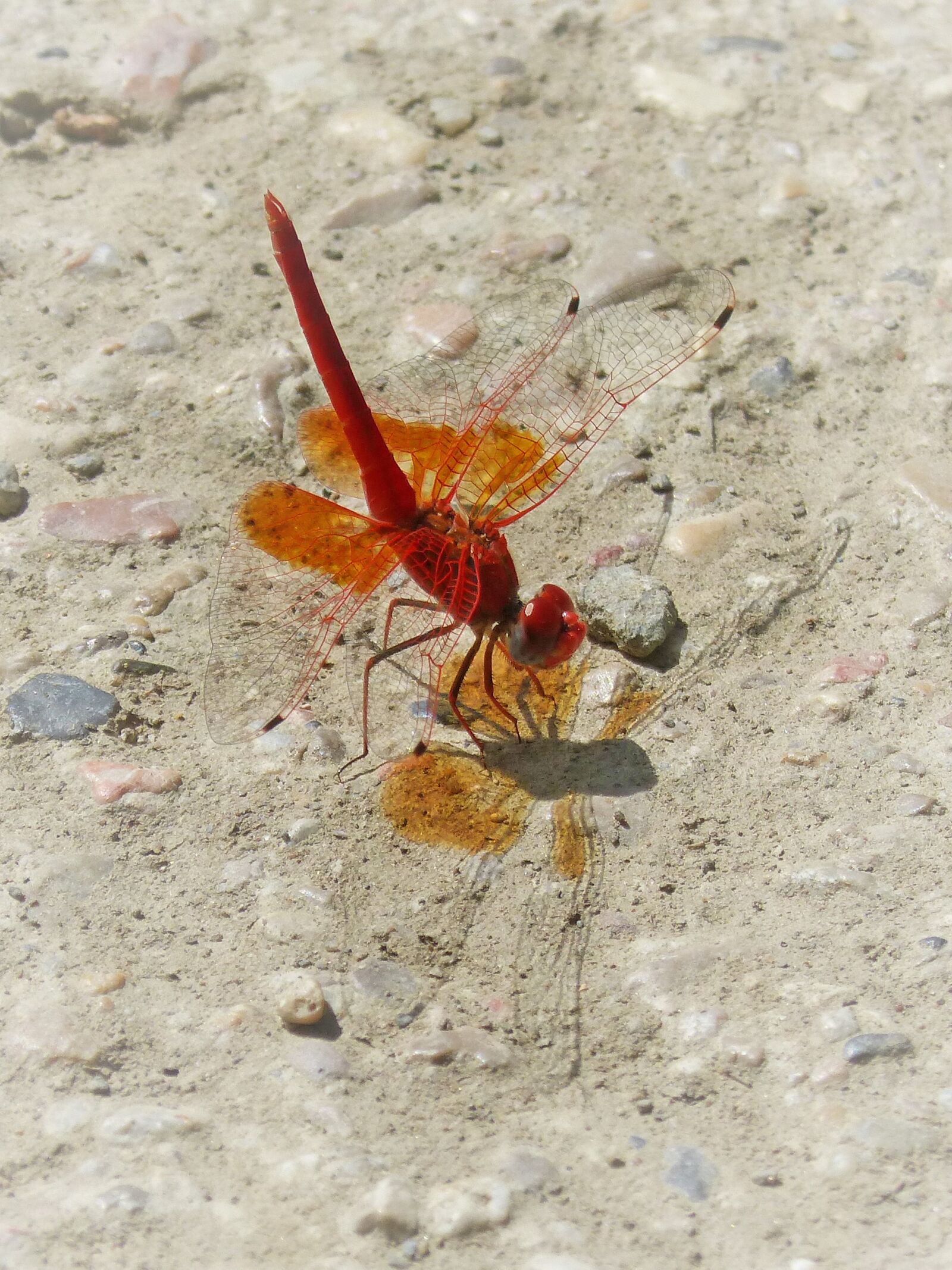 Panasonic DMC-FZ62 sample photo. Red dragonfly, trithemis kirbyi photography