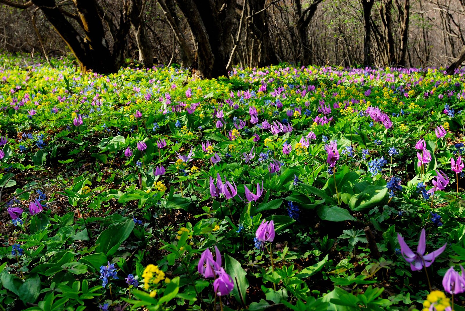 Nikon D200 sample photo. Nature, spring, spring flowers photography