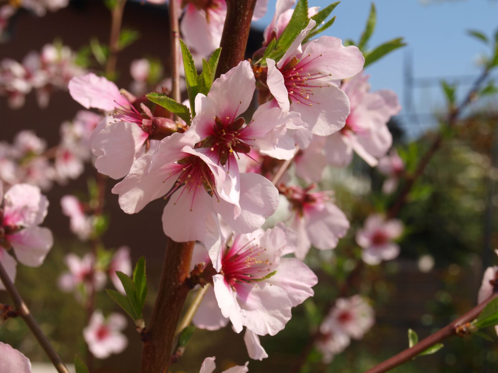 Olympus E-520 (EVOLT E-520) sample photo. Almond blossom, almond tree photography