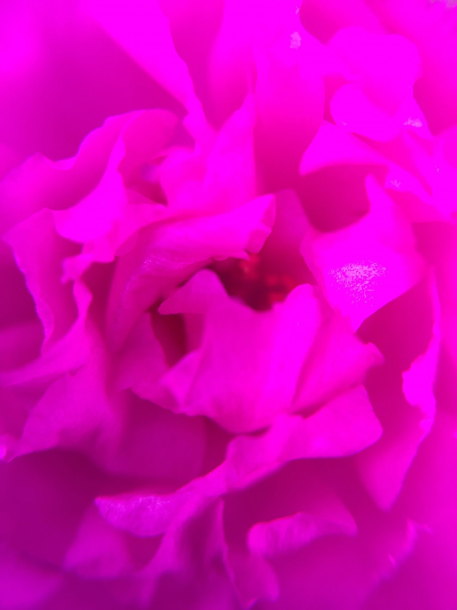 Apple iPhone 6 sample photo. Flower, pink, petals photography