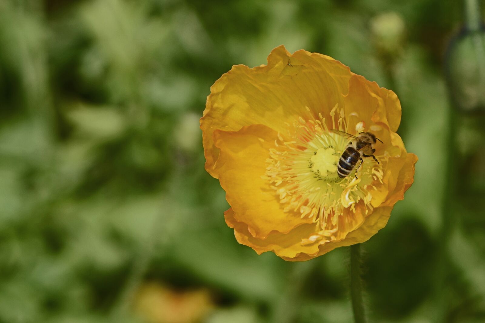 Nikon D7100 sample photo. Klatschmohn, flowers, poppy photography