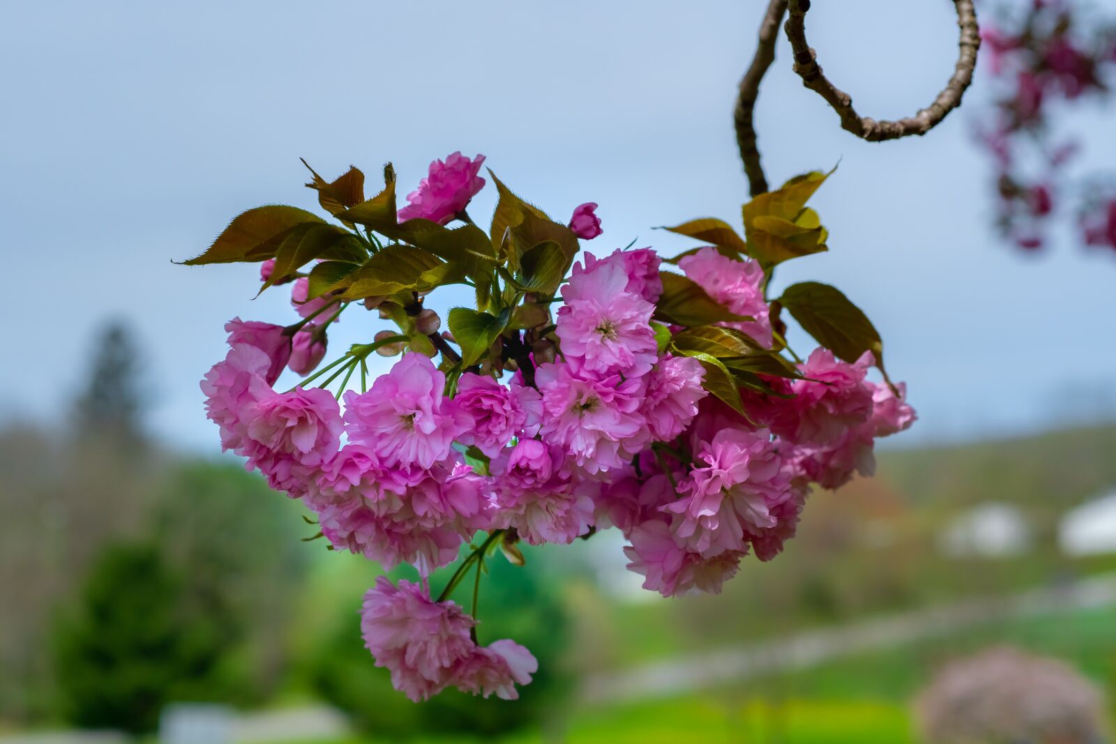 Nikon D500 sample photo. Flower, nature, flora photography