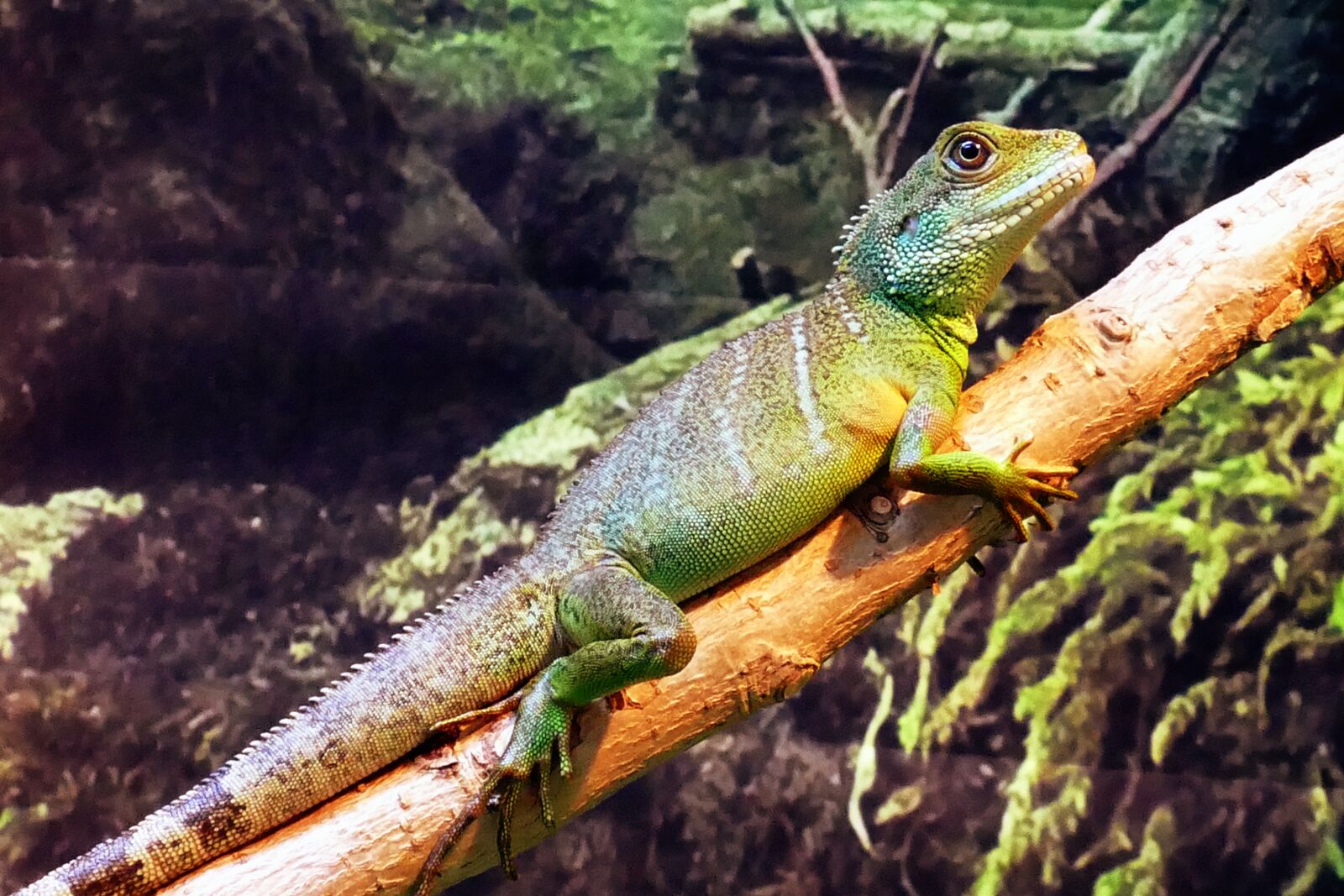 Panasonic Lumix DMC-FZ1000 sample photo. Chinese, water dragon, physignathus photography