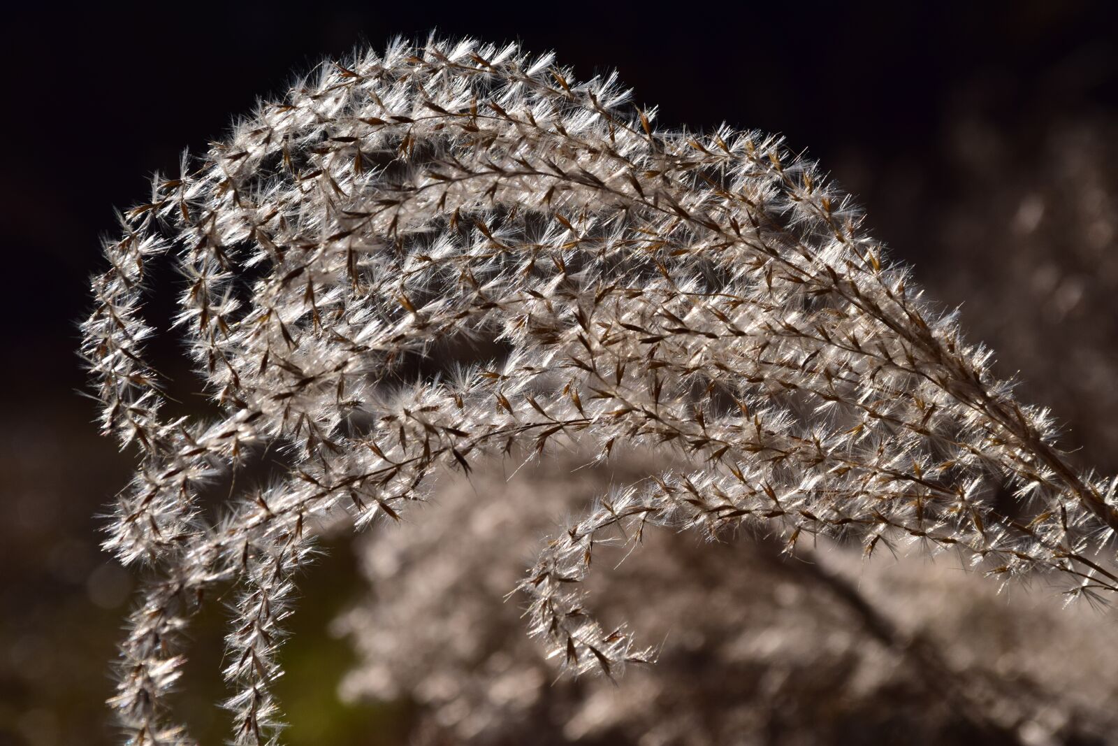 Nikon D3300 sample photo. Grass, grass seed, close photography