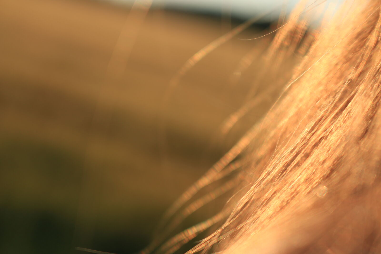 Canon EOS 70D sample photo. Brown, hair photography